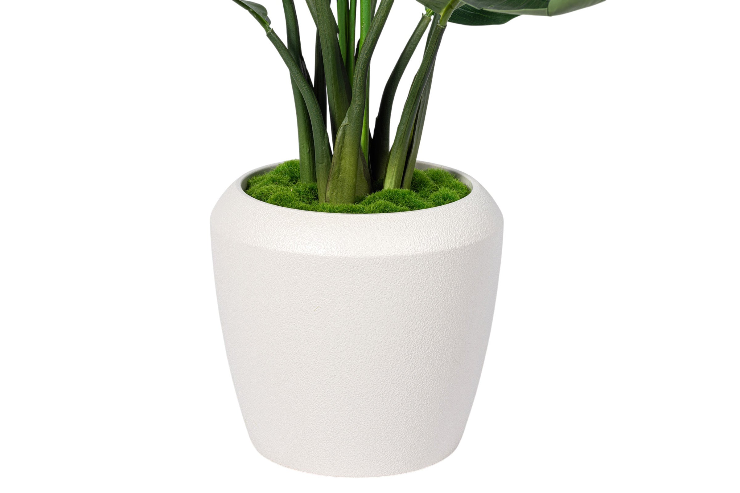 4' Bird of Paradise in Tapered Pot with Green Moss PC1417
