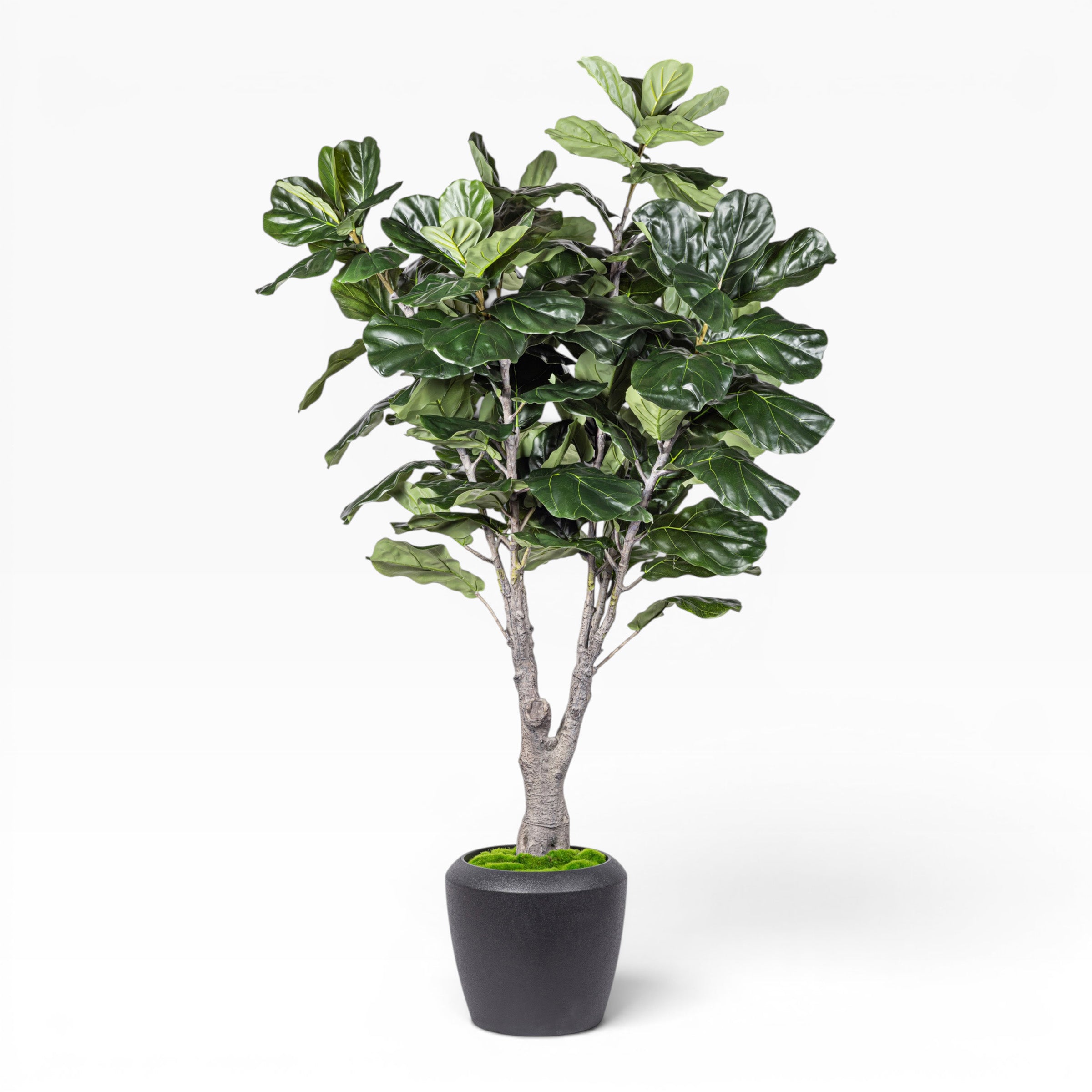 7.5' Fiddle Leaf Fig Tree in Round Tapered Pot with Green Moss