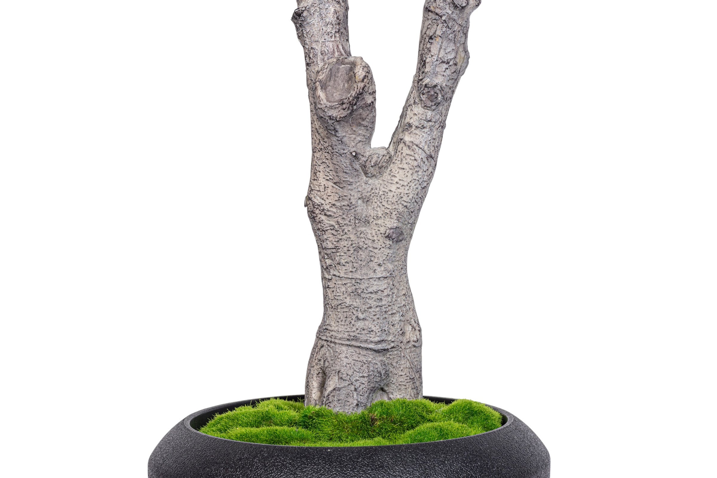 7.5' Fiddle Leaf Fig Tree in Round Tapered Pot with Green Moss
