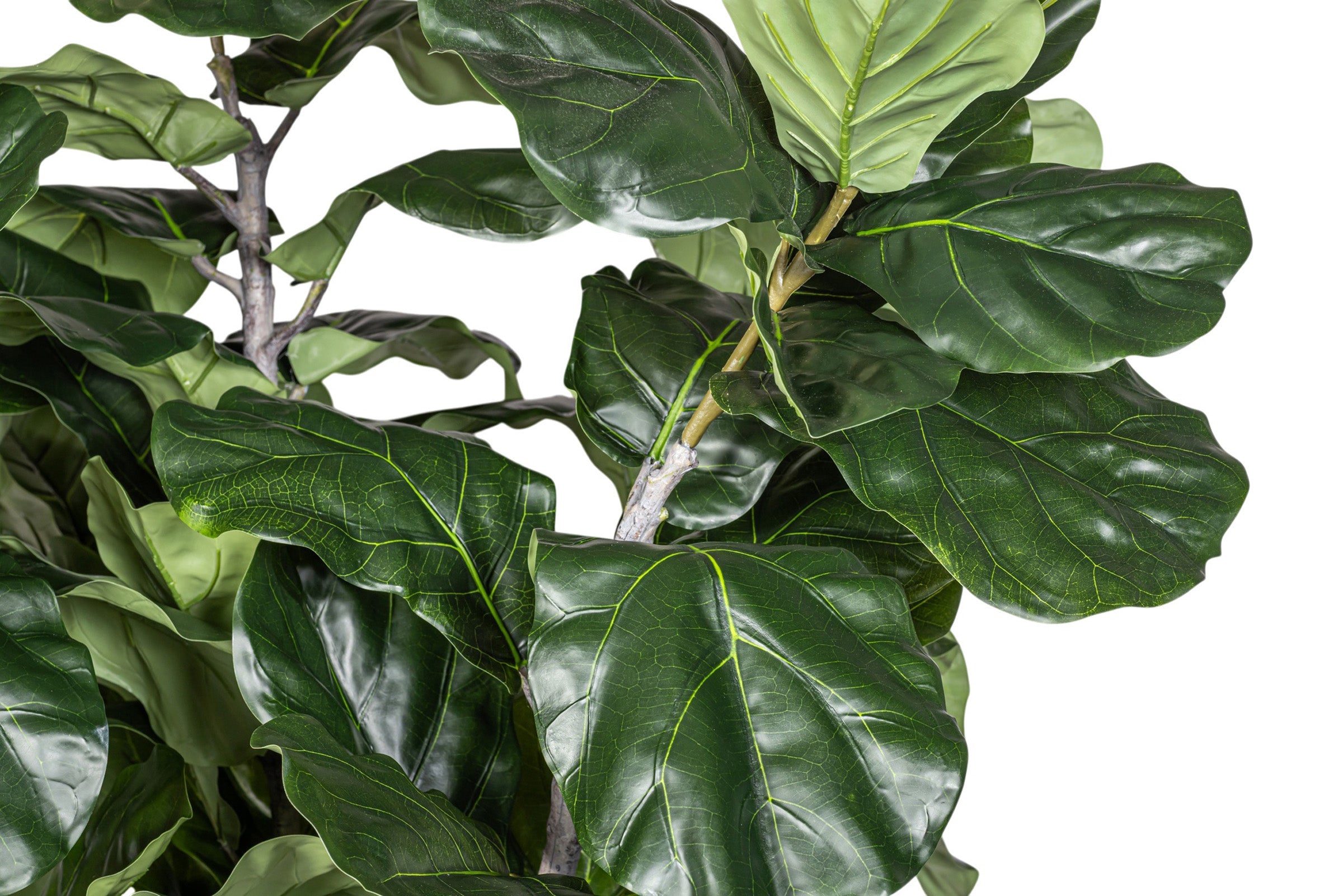 7.5' Fiddle Leaf Fig Tree in Round Tapered Pot with Green Moss