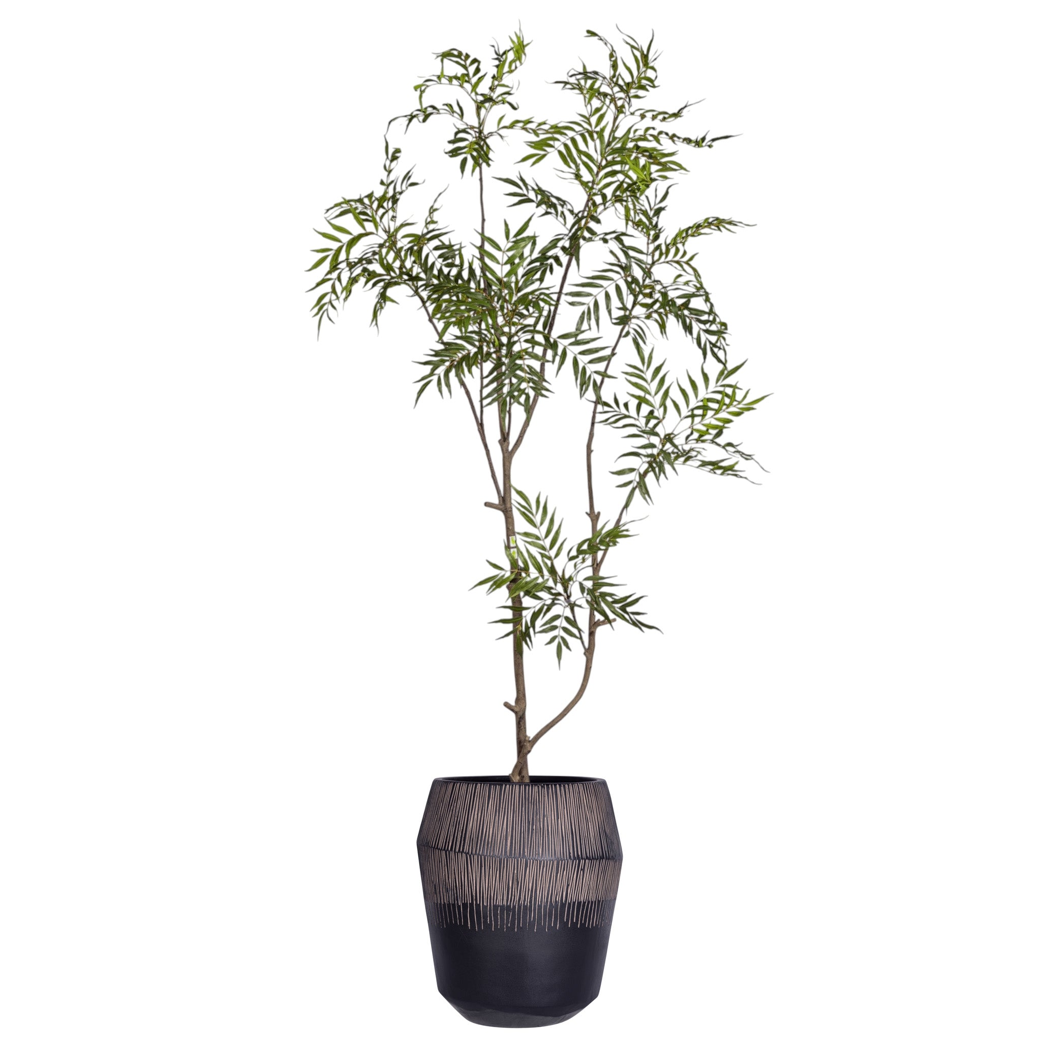 7' Golden Bamboo Tree in Jada Pot Short