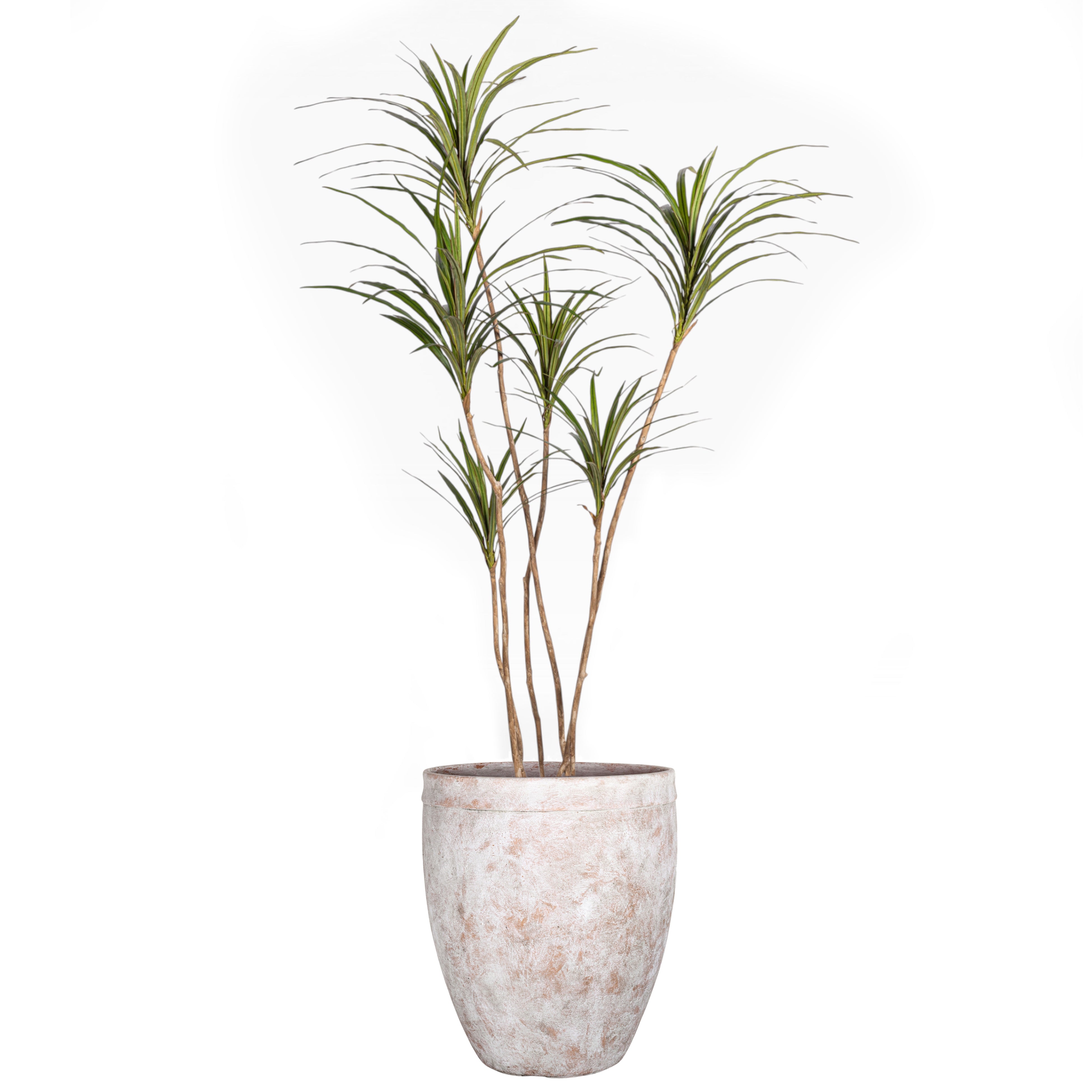 6' Dracaena Tree in Shiloh Planter