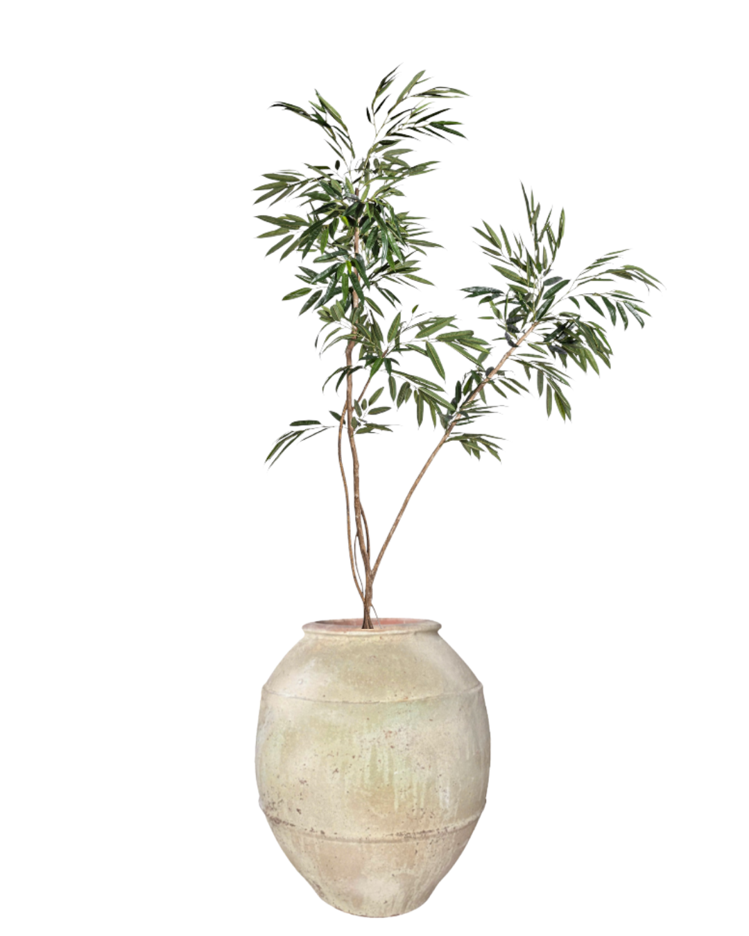 9' Ficus Alii in Soren Planter PC1432CN1439