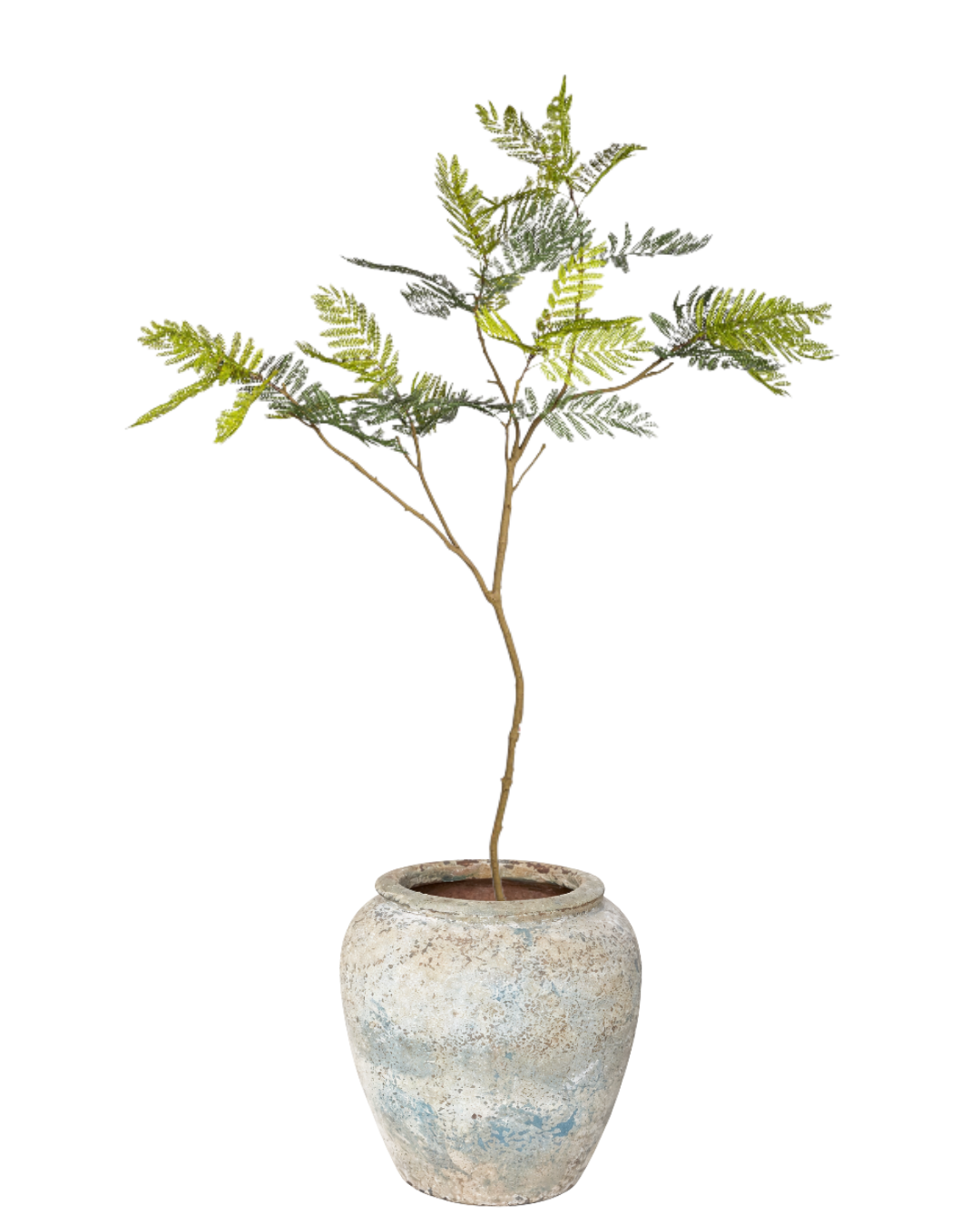 8' Jacaranda Tree in Atlas Planter PC1438CN1372SM