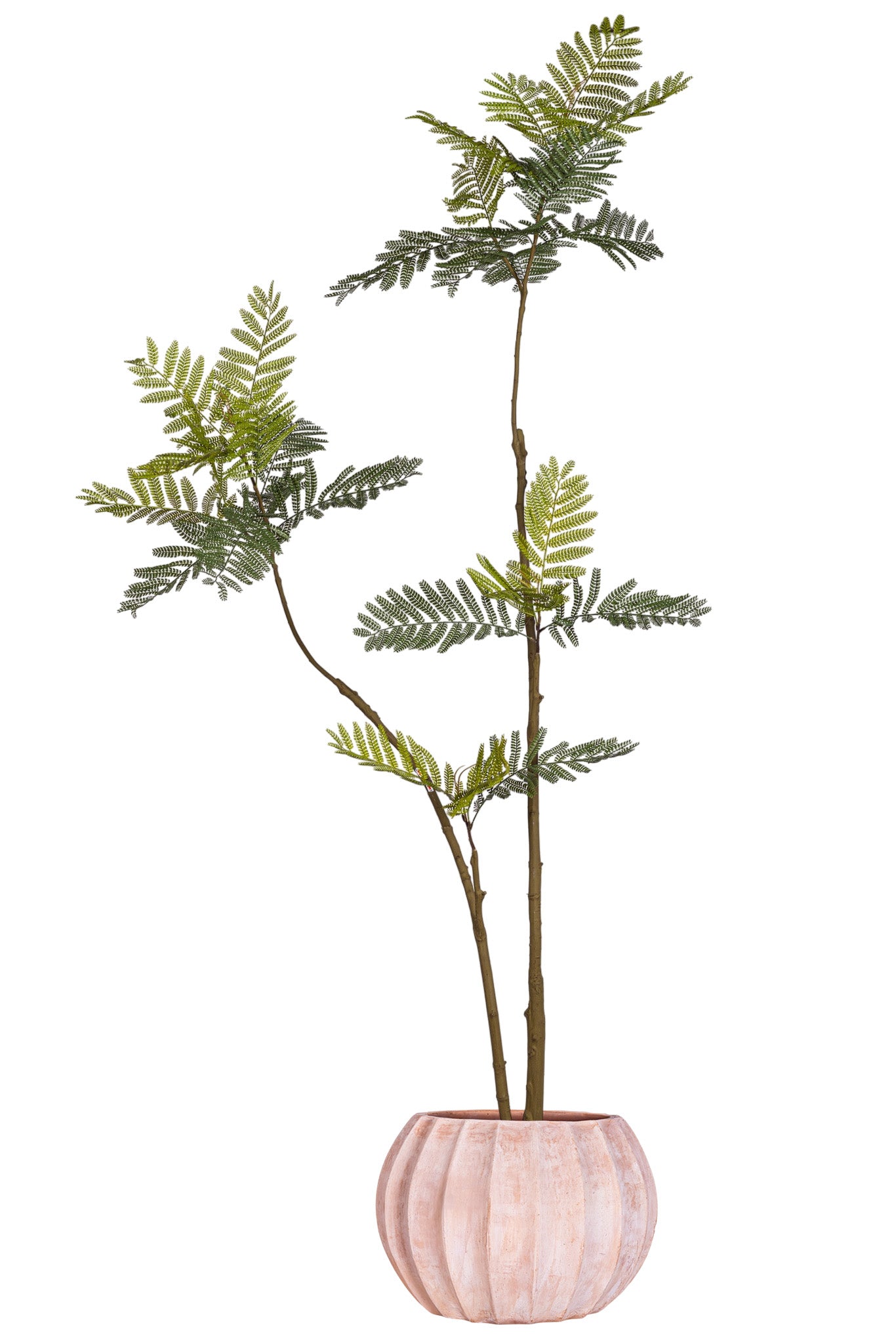 7.5' Jacaranda Tree in Large Sienna Planter