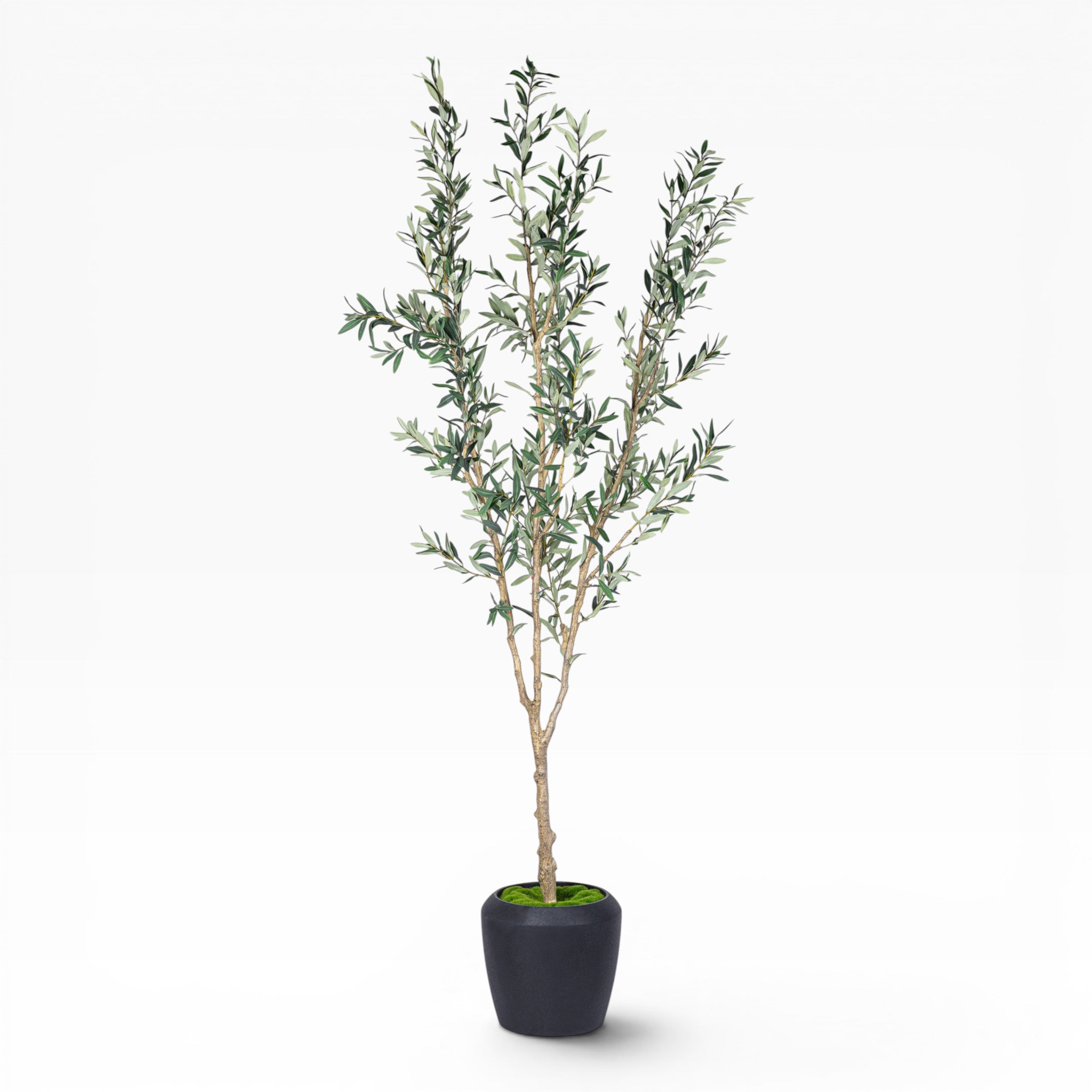 7' Olive Tree in Round Tapered Pot with Green Moss   FP1442
