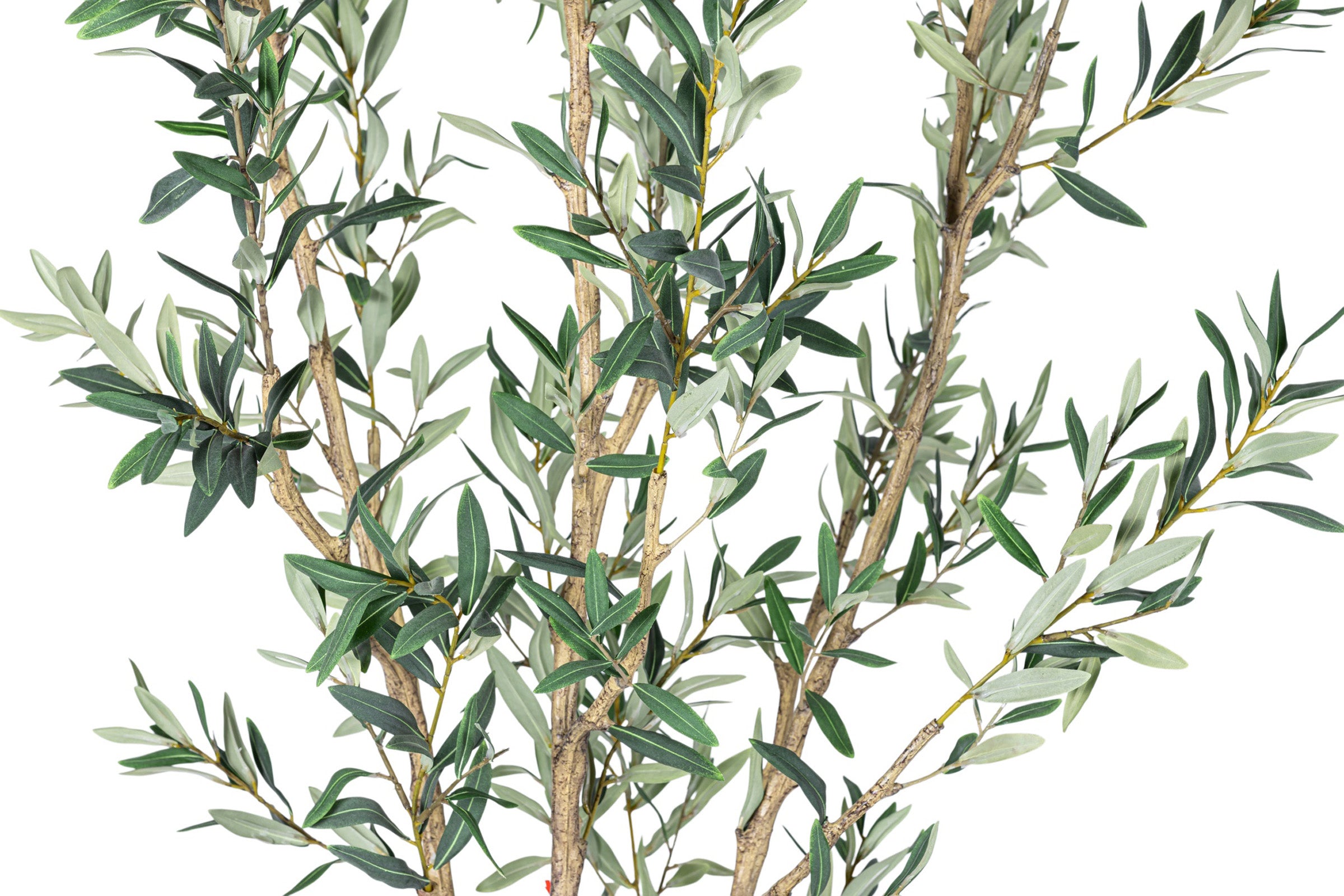 7' Olive Tree in Round Tapered Pot with Green Moss   FP1442