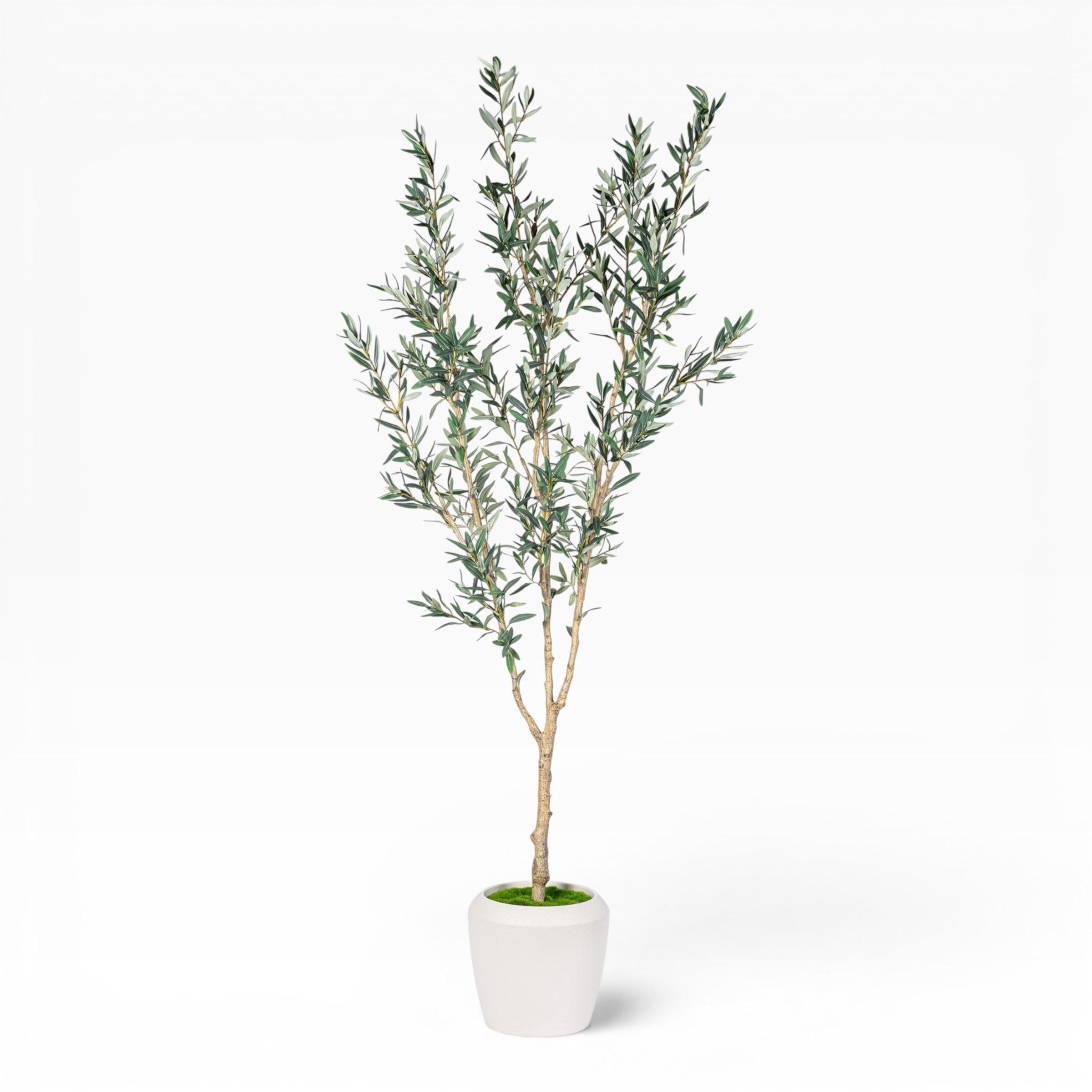 7' Olive Tree in Round Tapered Pot with Green Moss   FP1442