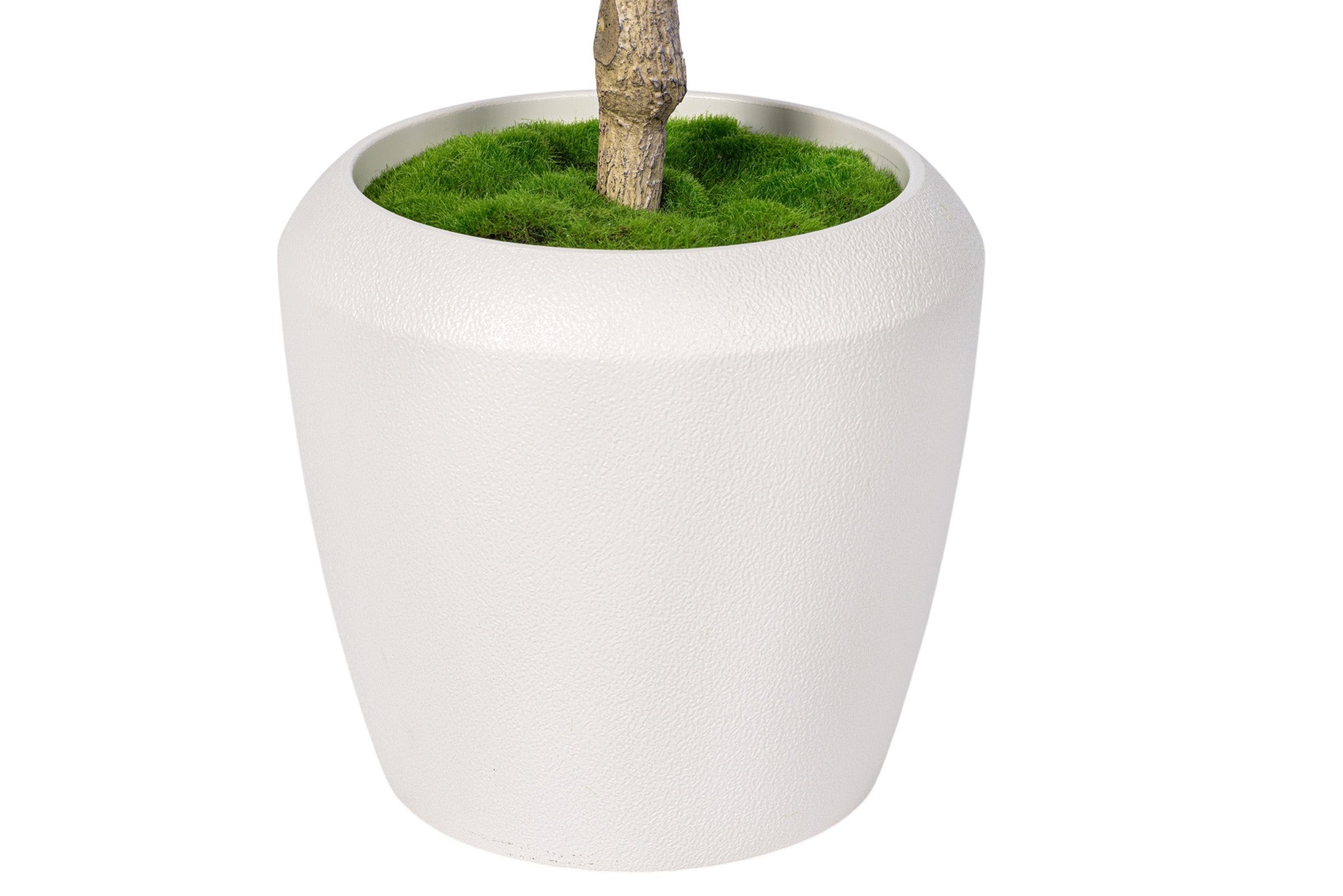 7' Olive Tree in Round Tapered Pot with Green Moss   FP1442