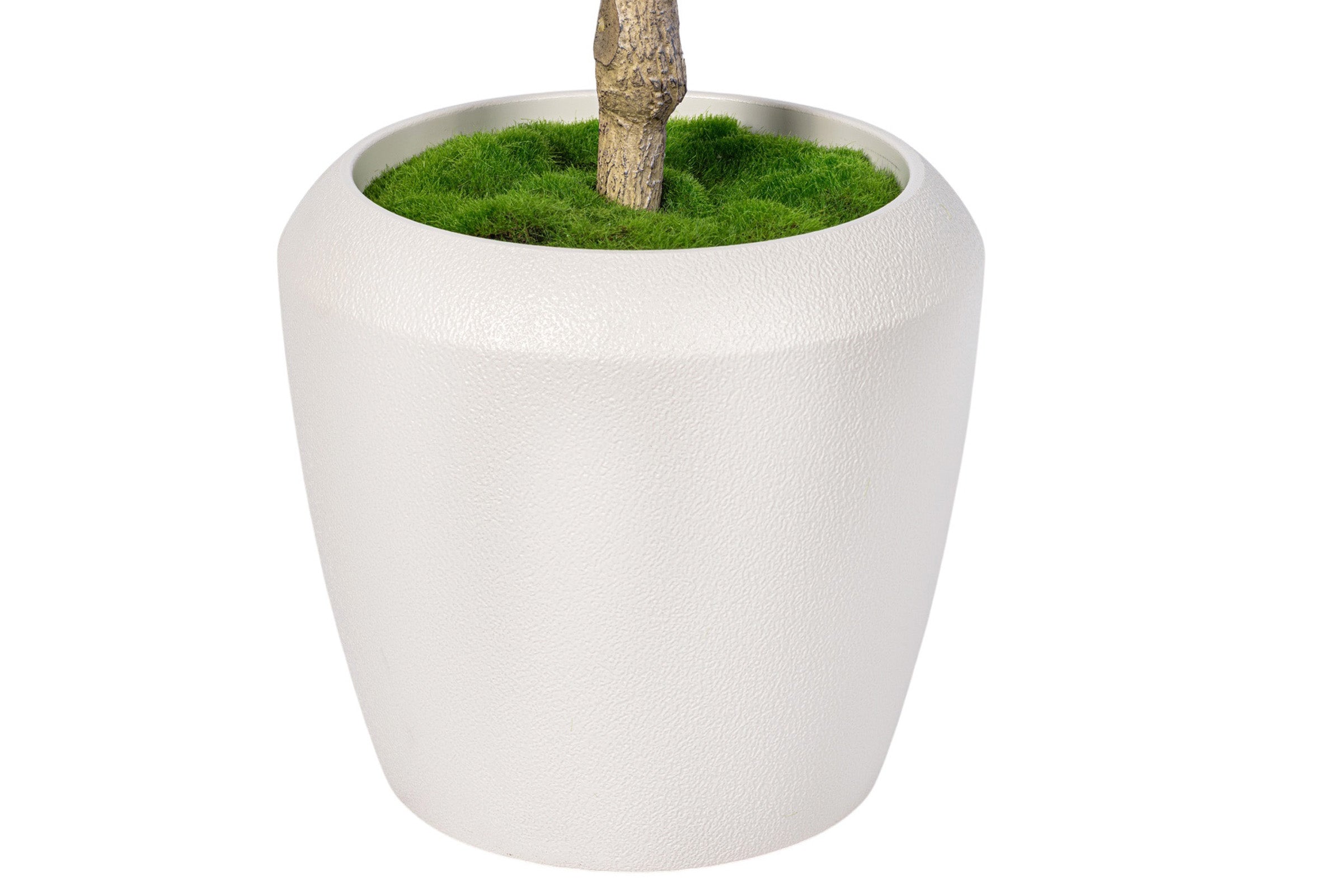 8.5' Olive Tree in Round Tapered Pot with Green Moss   FP1444