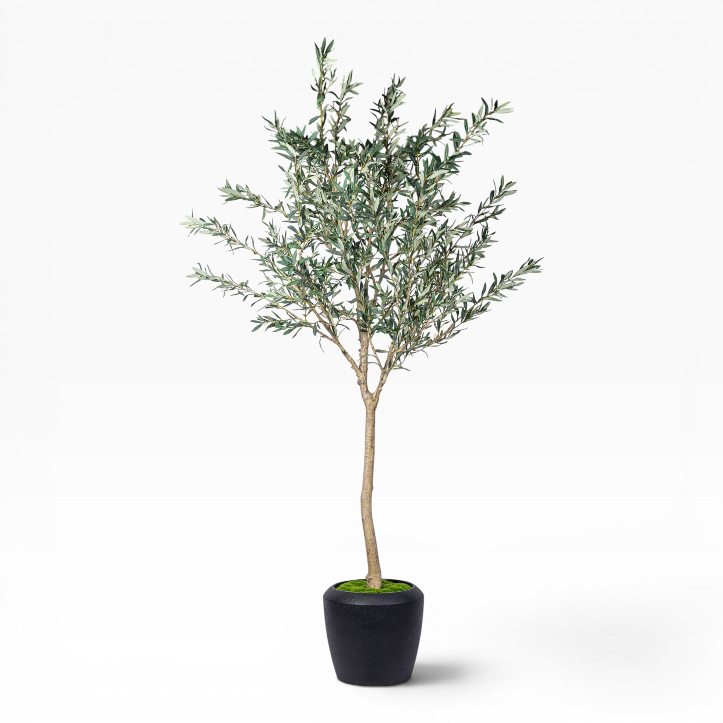 8.5' Olive Tree in Round Tapered Pot with Green Moss   FP1444