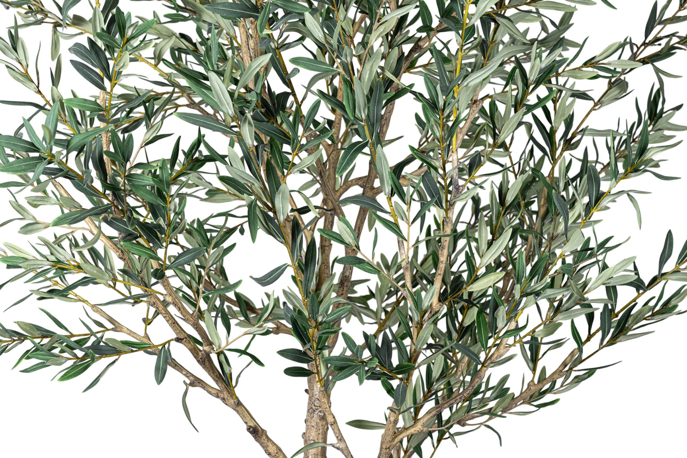 8.5' Olive Tree in Round Tapered Pot with Green Moss   FP1444