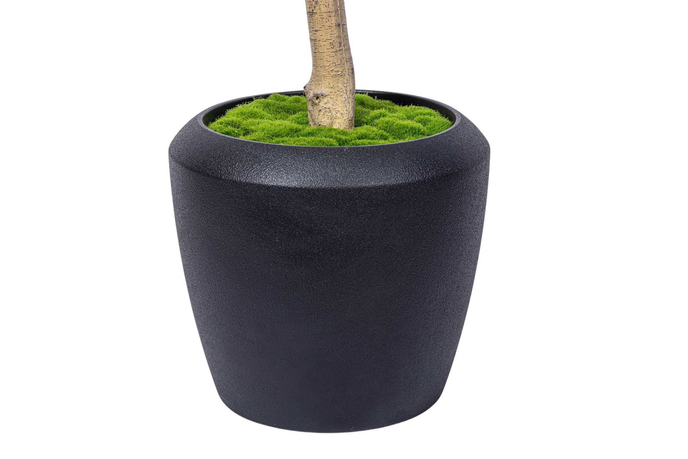 8.5' Olive Tree in Round Tapered Pot with Green Moss   FP1444