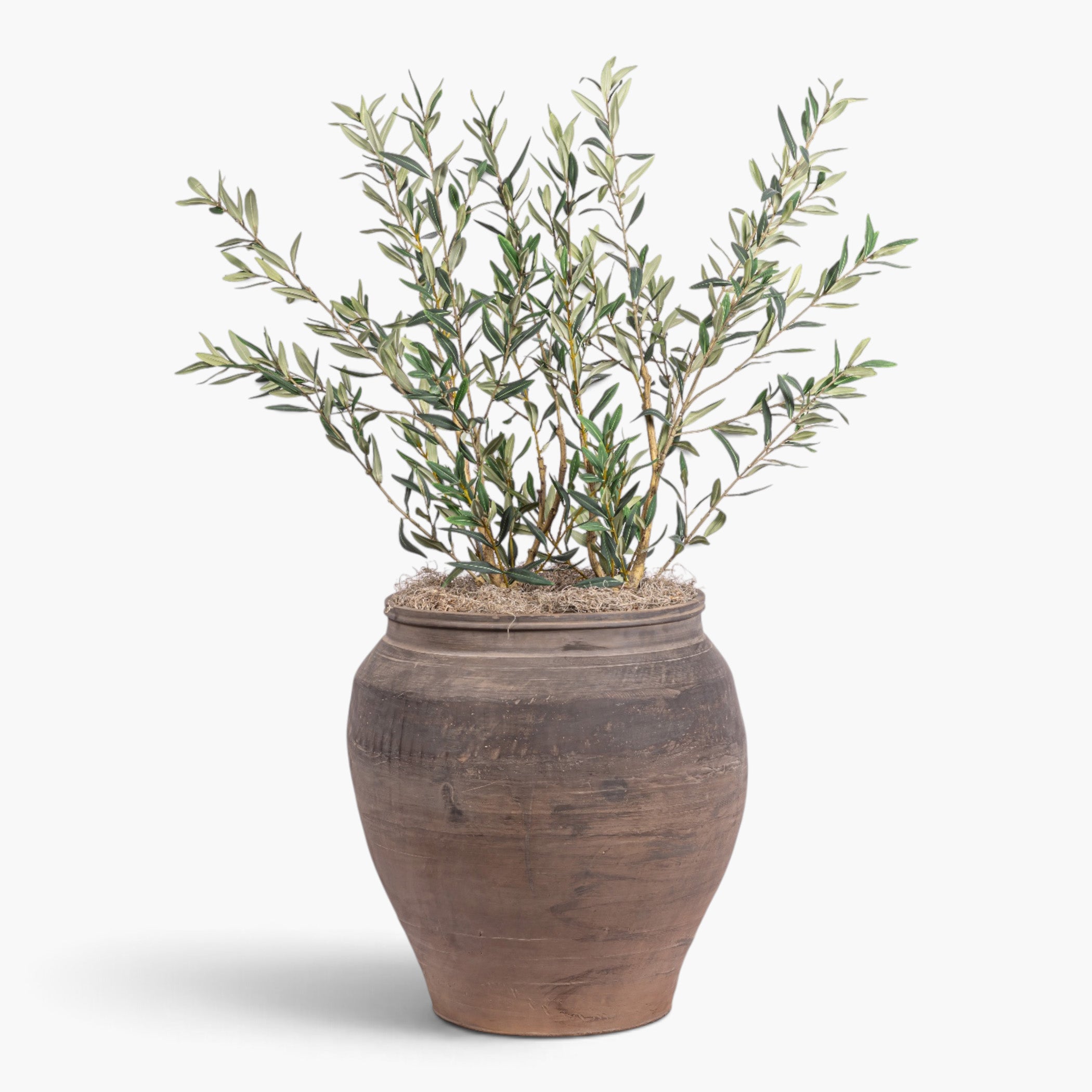4' Dwarf Olives in Vintage Clay Planter PC1454CN1155