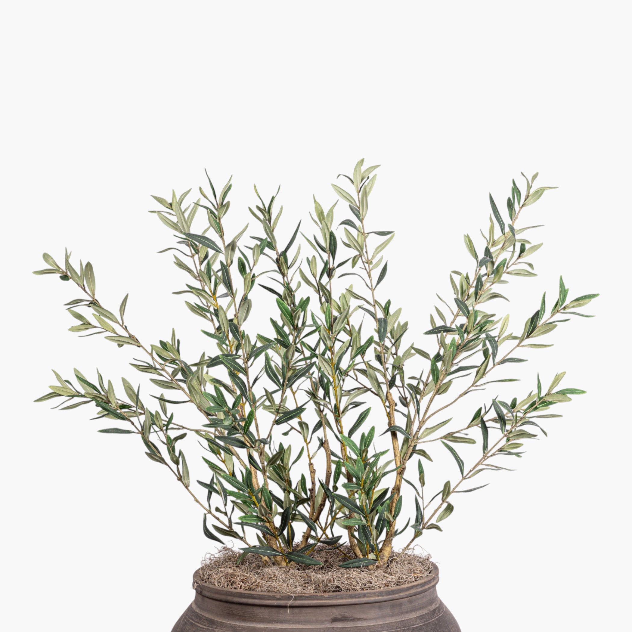 4' Dwarf Olives in Vintage Clay Planter PC1454CN1155