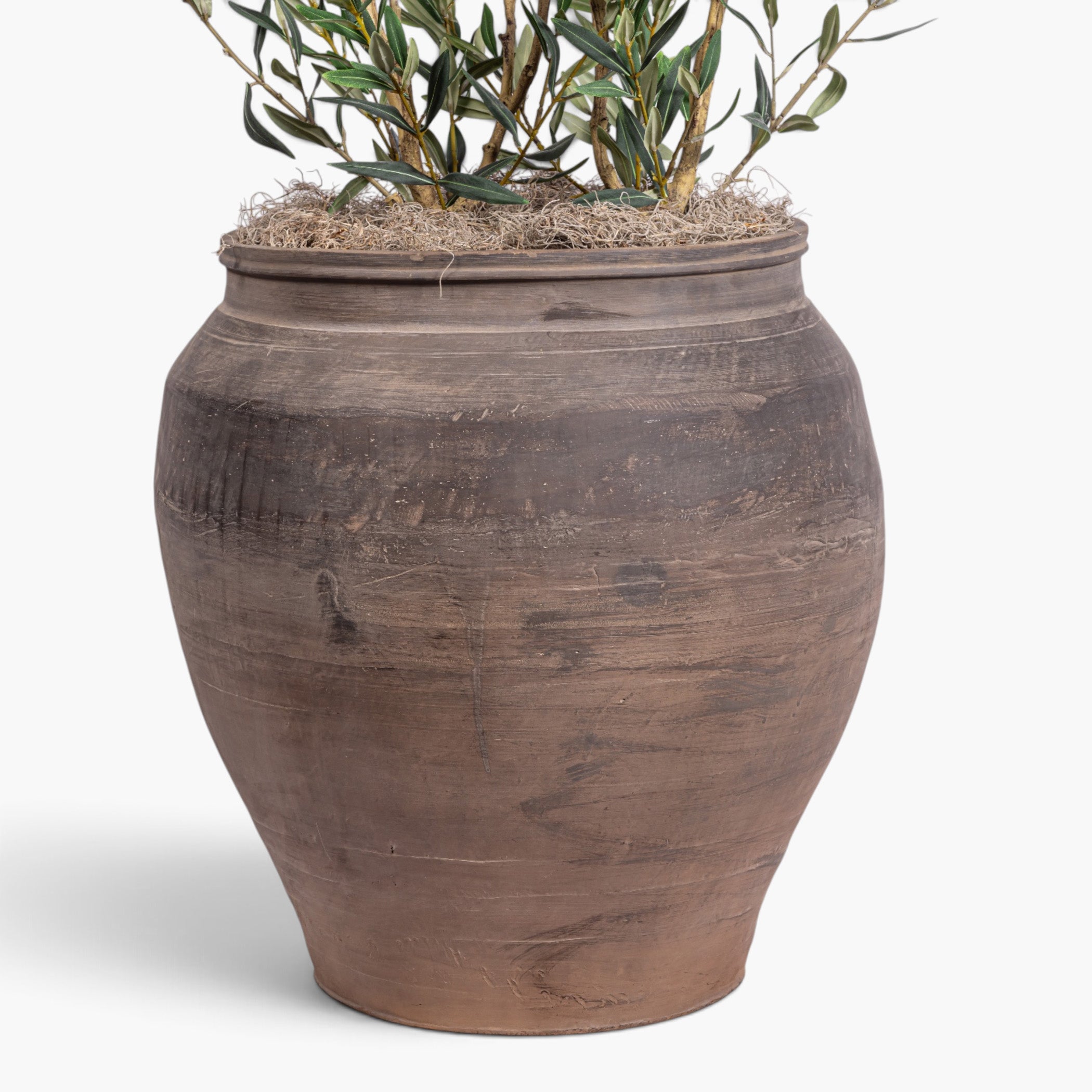 4' Dwarf Olives in Vintage Clay Planter PC1454CN1155