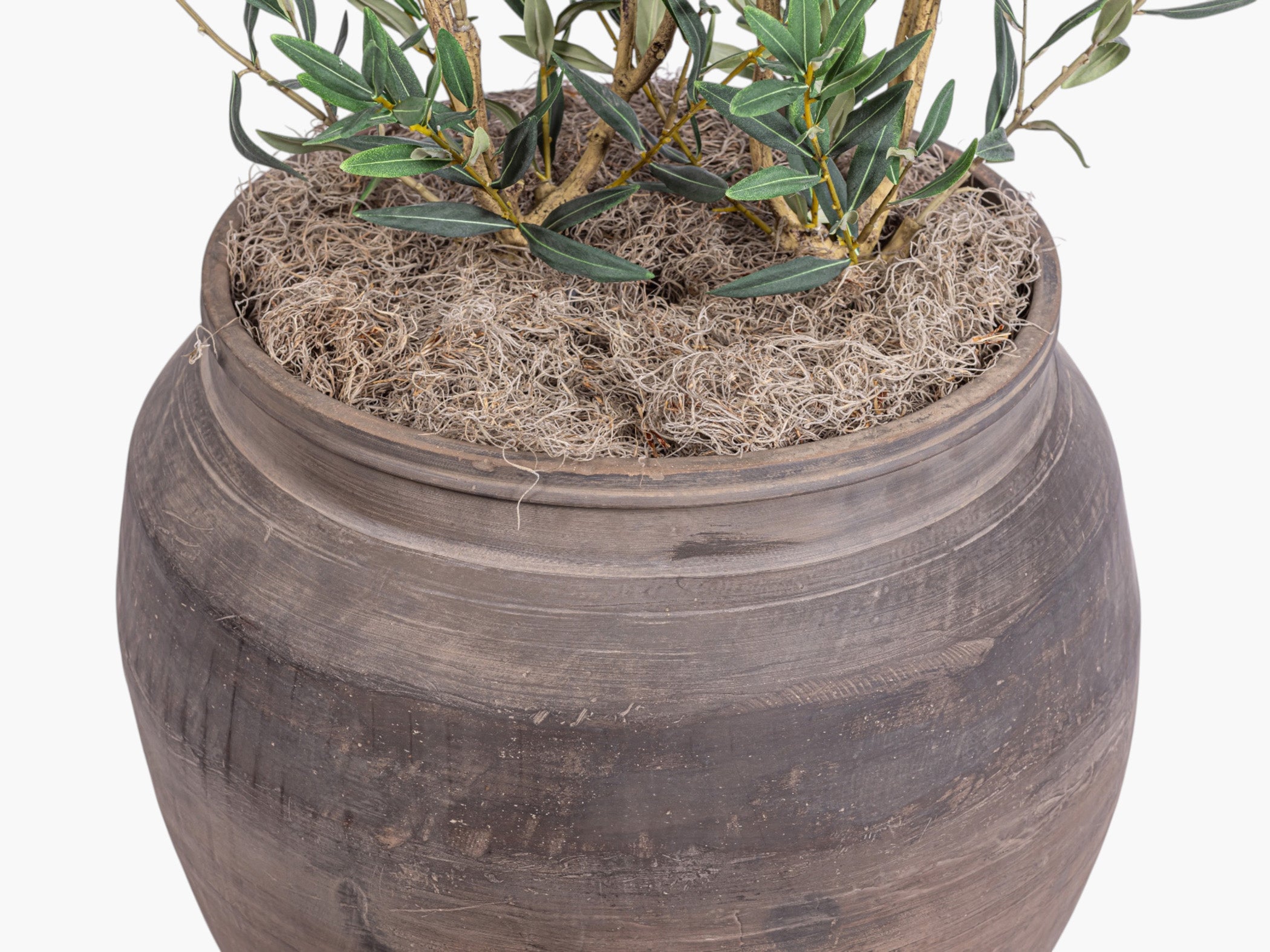 4' Dwarf Olives in Vintage Clay Planter PC1454CN1155