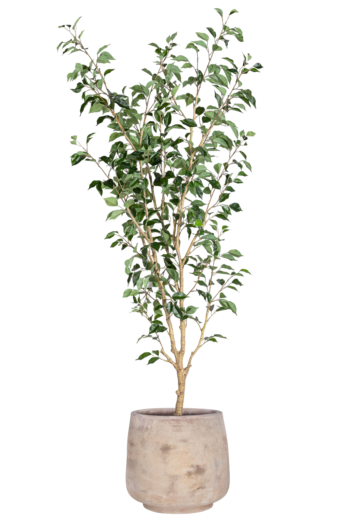 6' Benjamina Ficus in Dante Planter