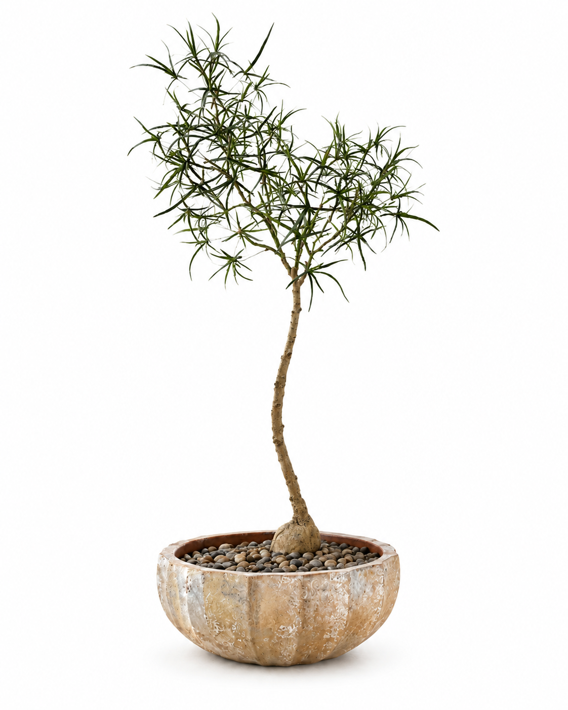 6.5’ Queensland Bottle Tree in Large Ansel Bowl with Rock   PC1477CN1445LG