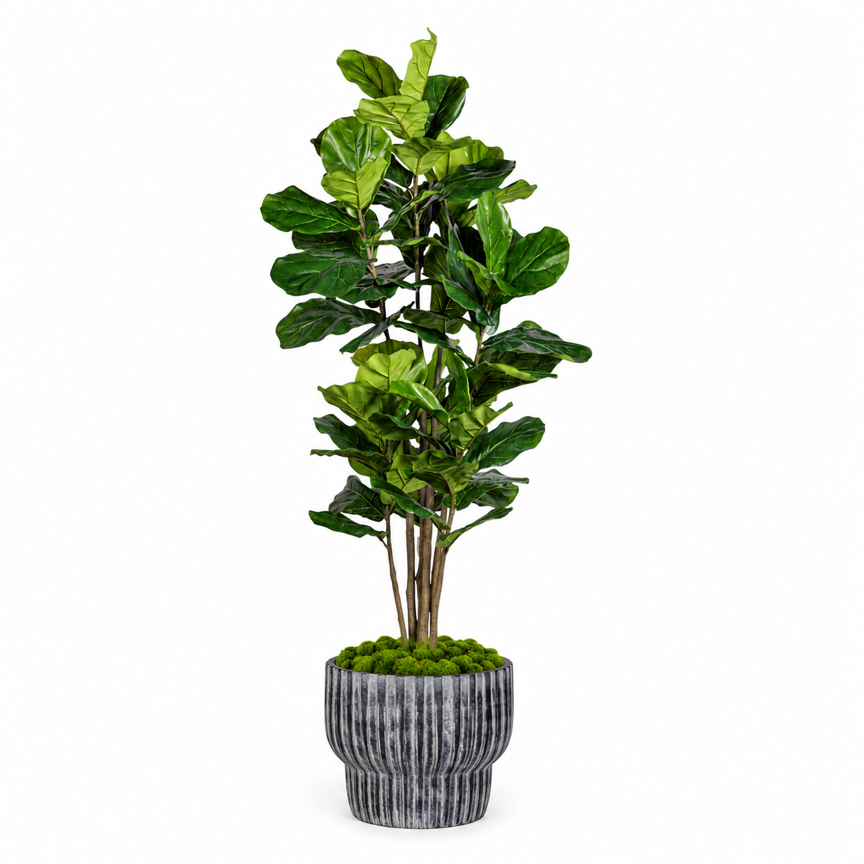 6.5' Fiddle Leaf Fig Tree in Large Bobby Planter   PC1510CN1474LG