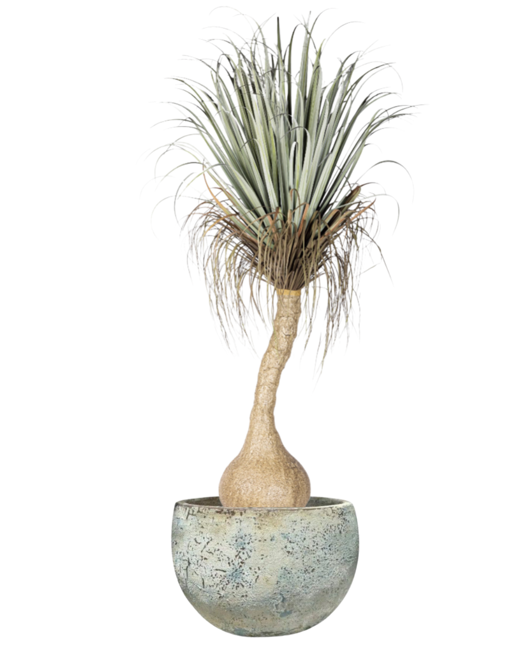 6' Pony Tail Palm in Aria Bowl PC1520CN1378LG