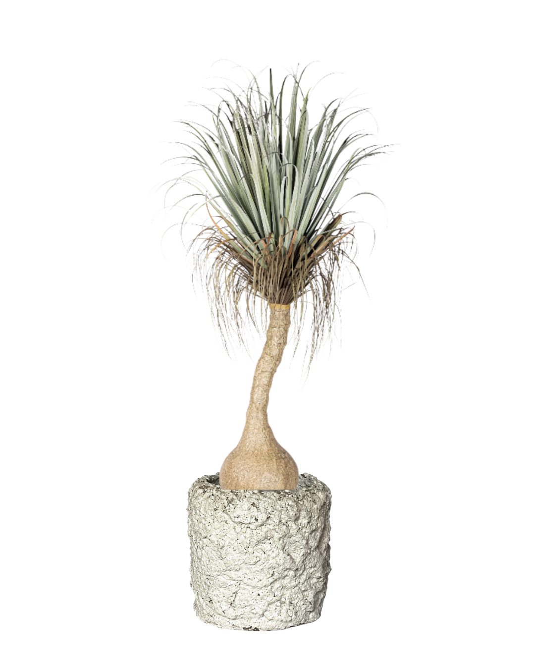 6' Pony Tail Palm in Crux Planter PC1520CN1468MD