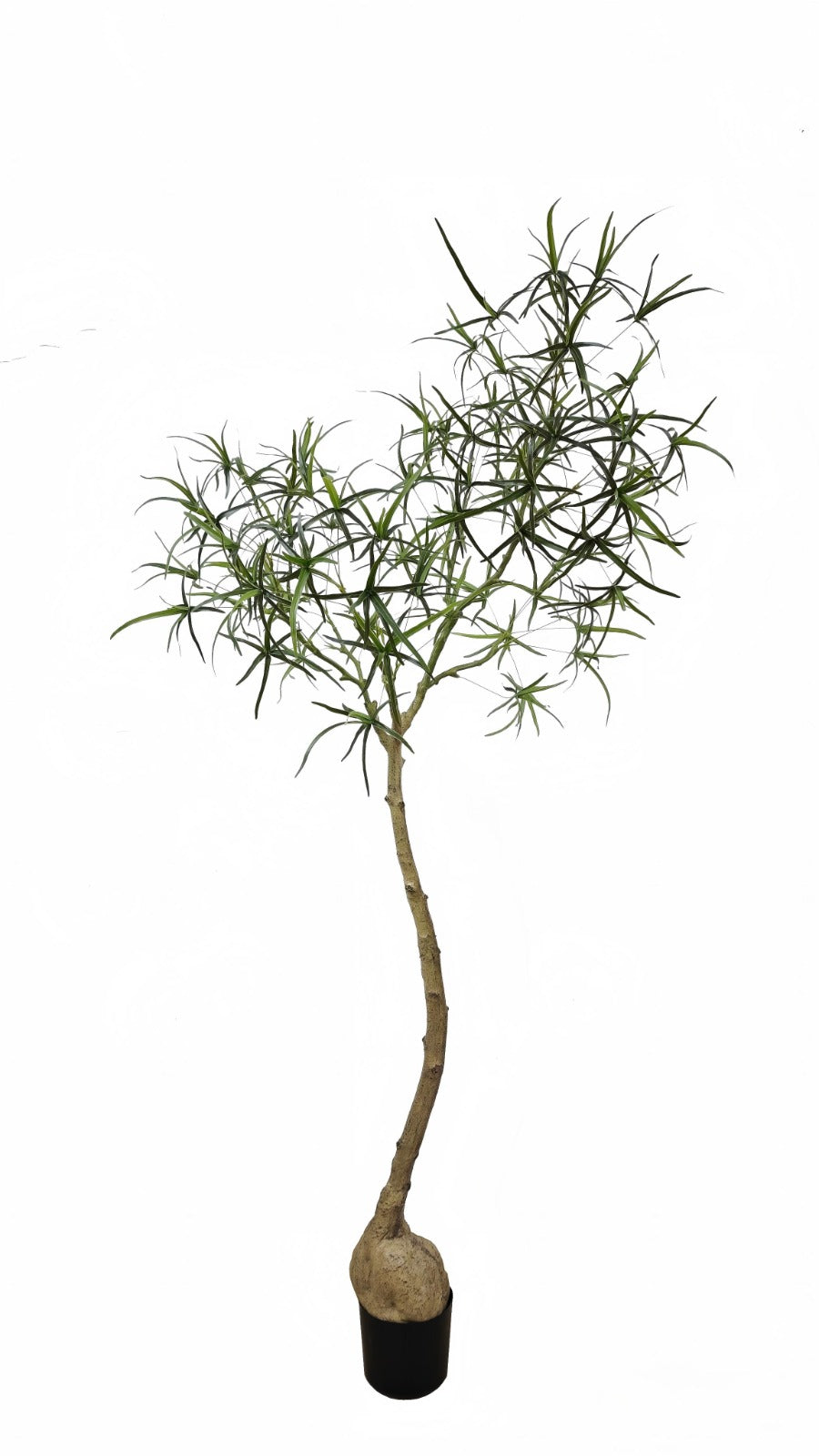 6.5' Queensland Bottle Palm     FP1477