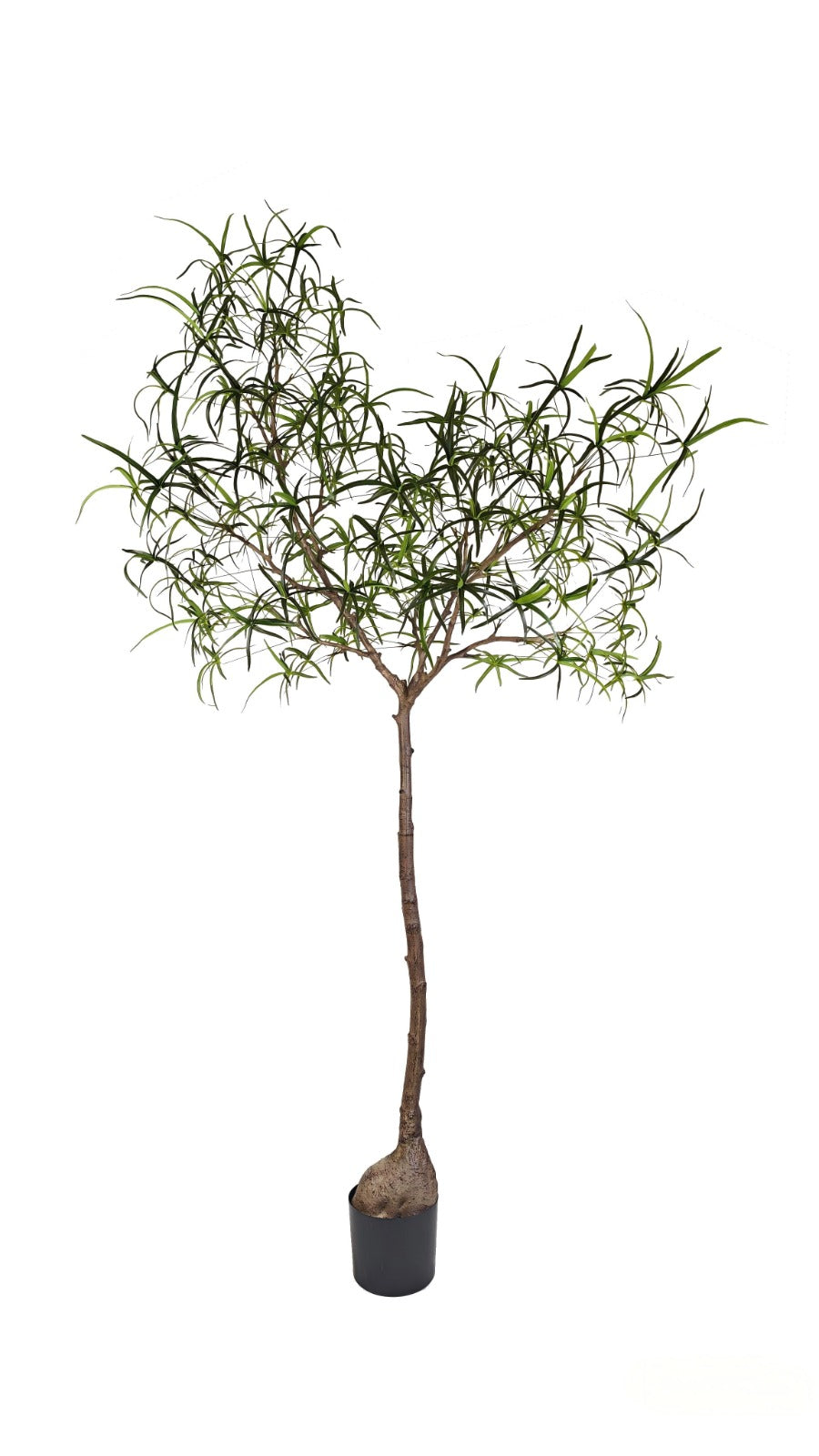 7' Queensland Bottle Tree in Terracotta Bowl with Sand and Rock   PC1436CN1444MD