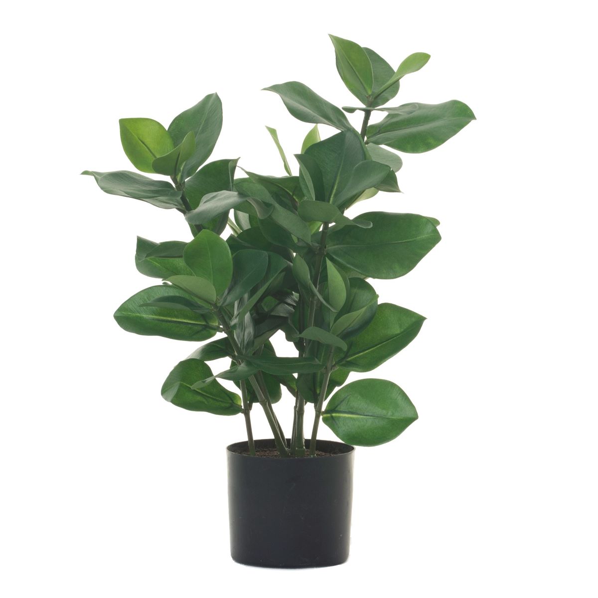 18" Potted Clusia Bush PP1023