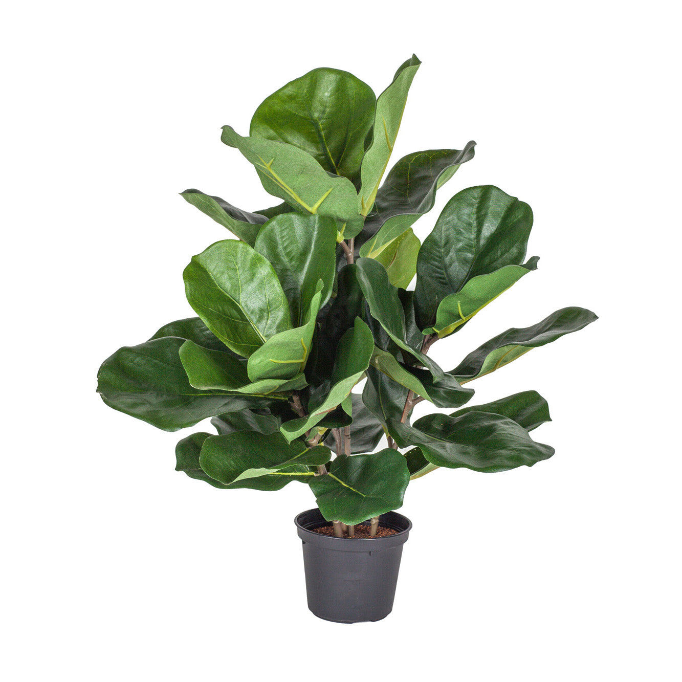 20" Potted Fiddle Leaf Fig Tree  PP1028