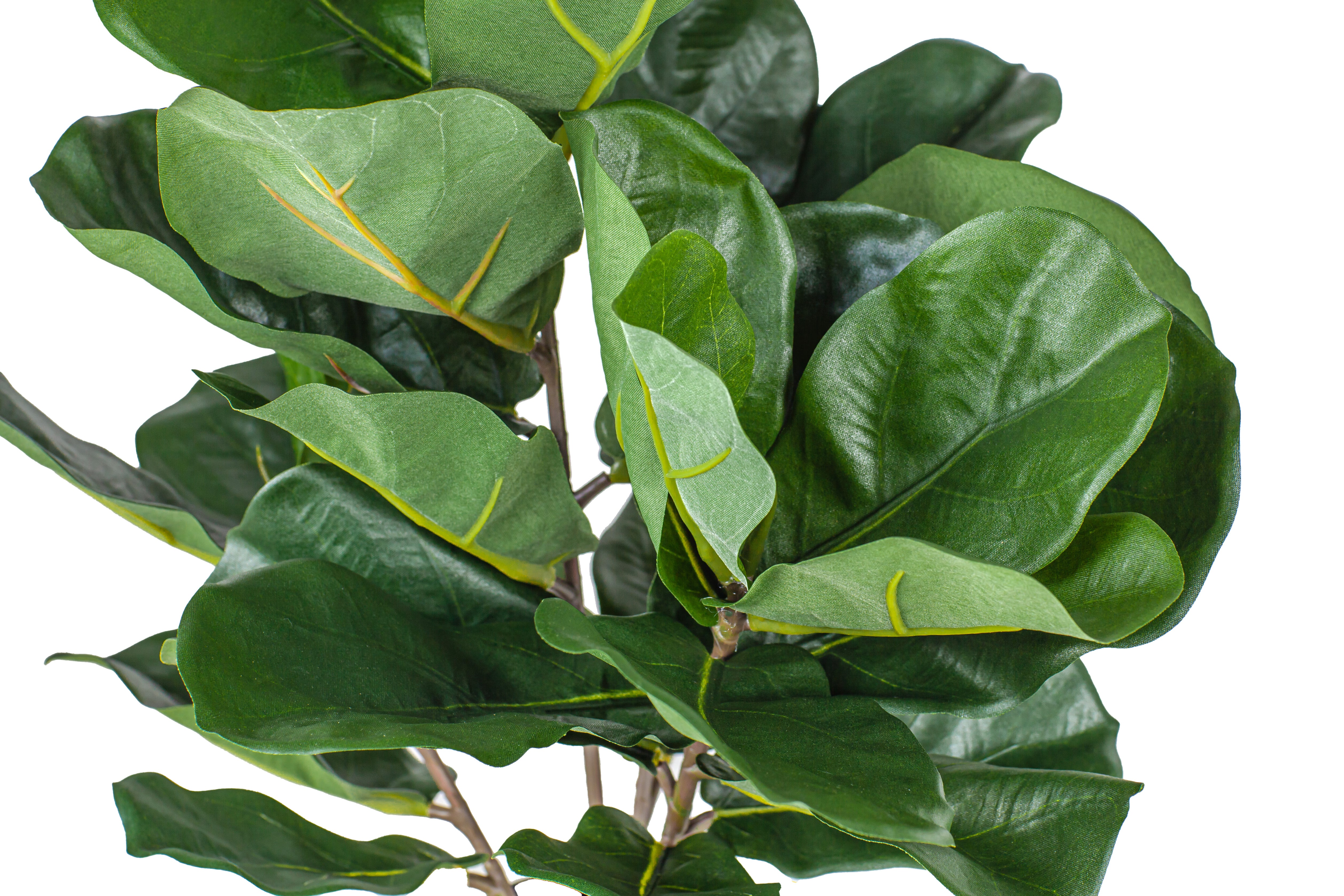 20" Potted Fiddle Leaf Fig Tree  PP1028