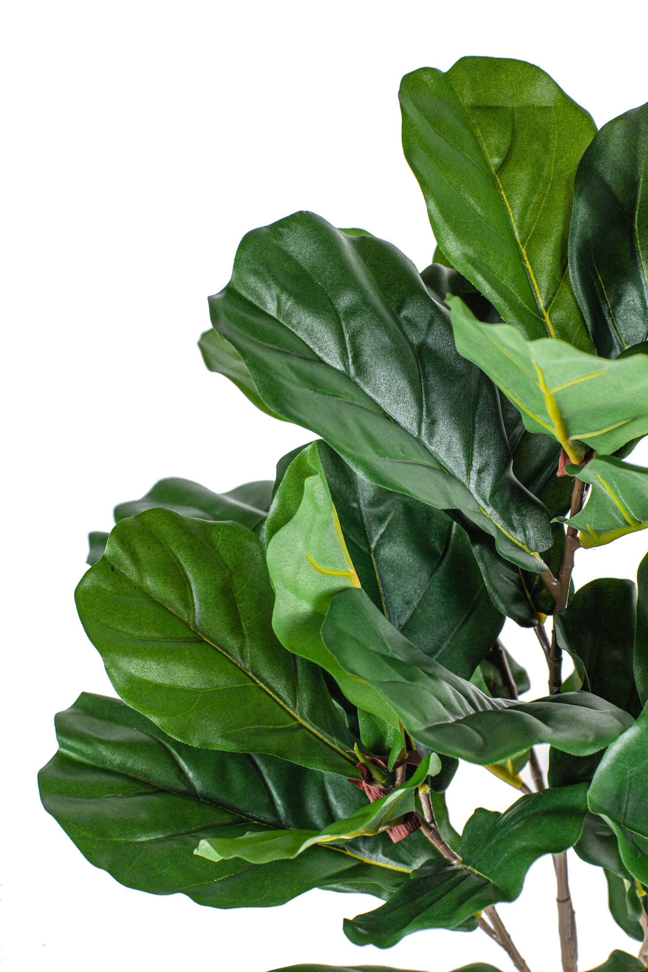26" Potted Fiddle Leaf Fig Tree PP1029
