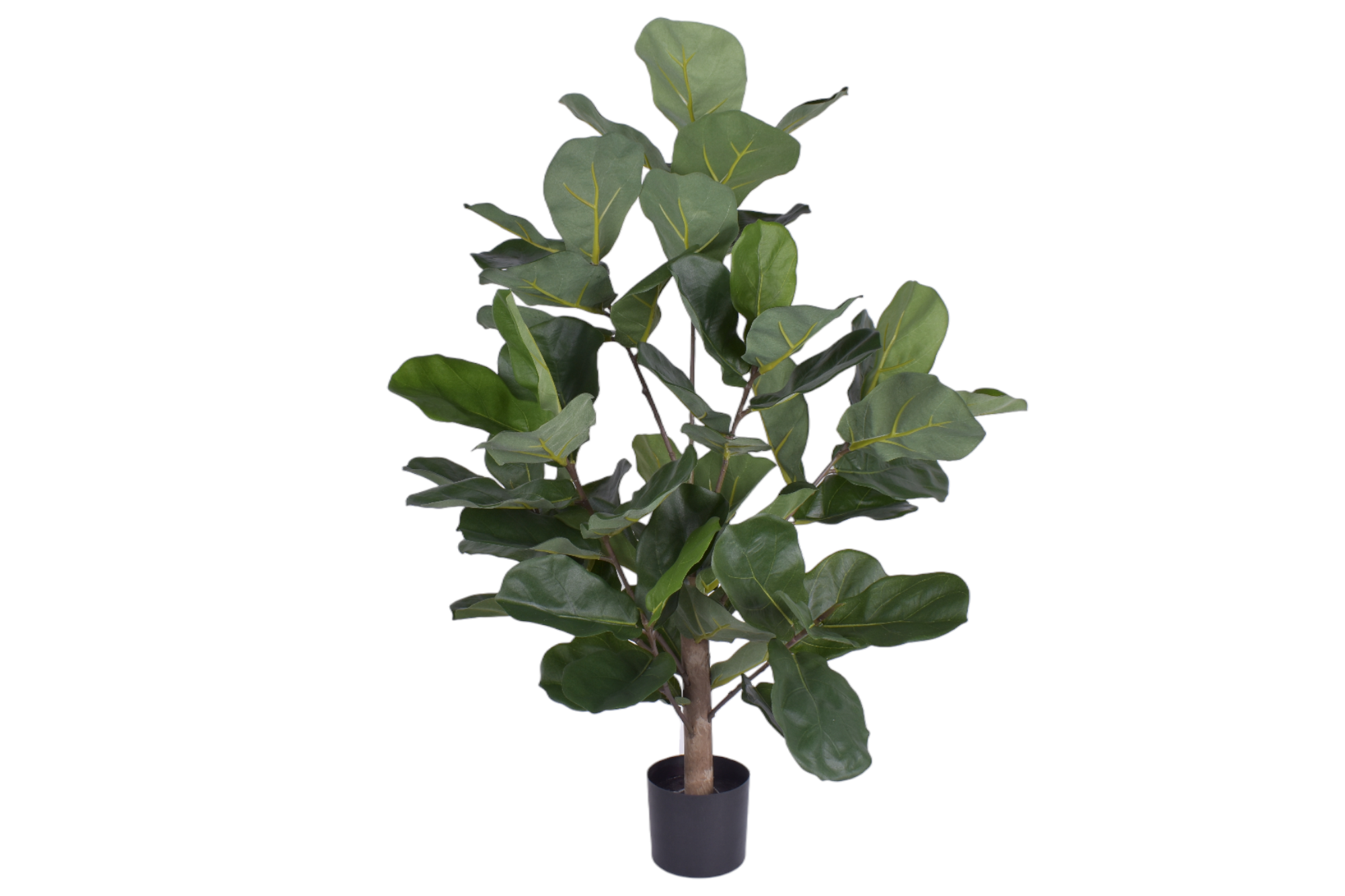 3' Fiddle Leaf Fig- UV Protected     PP1051