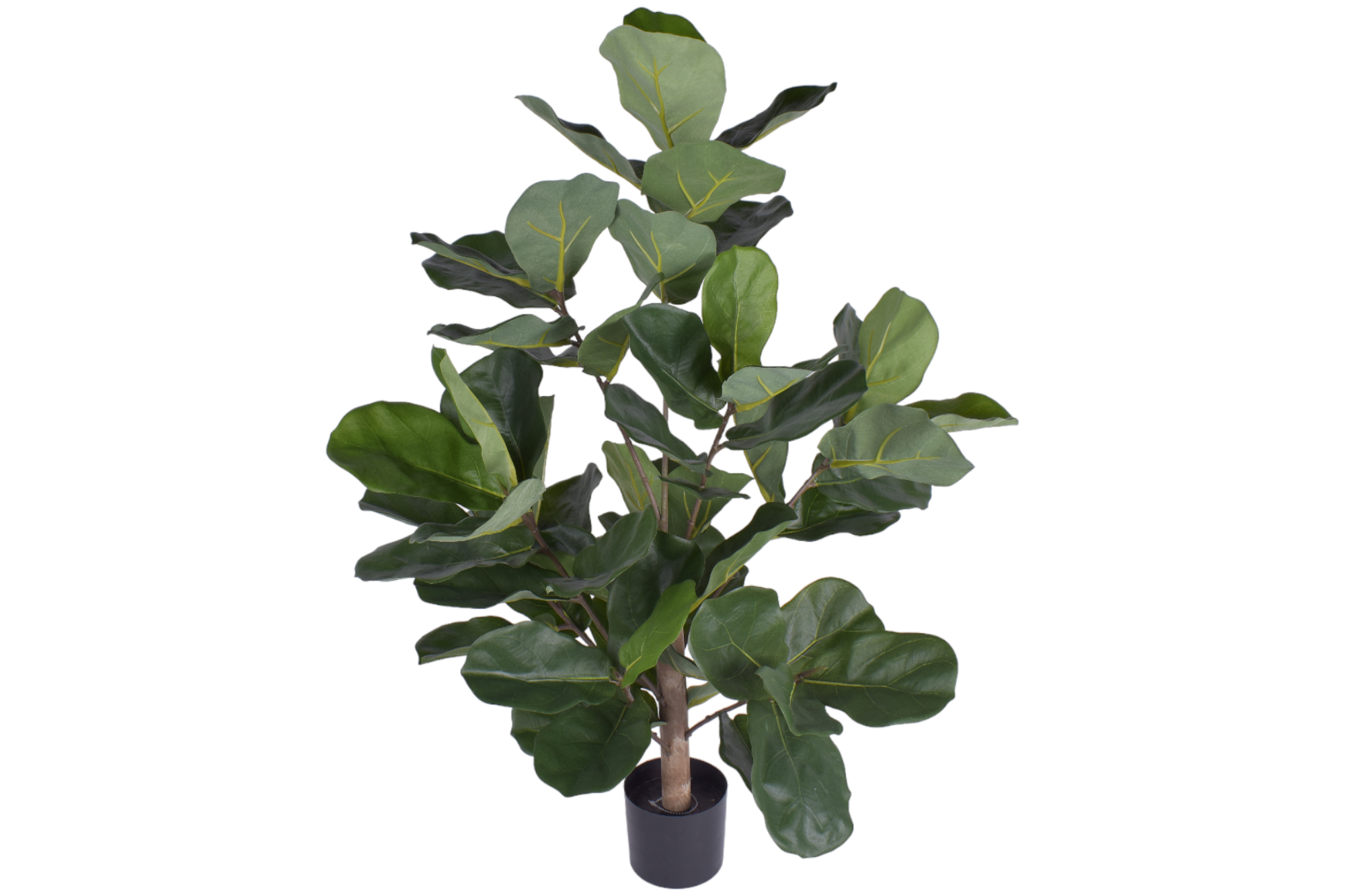 3' Fiddle Leaf Fig- UV Protected     PP1051