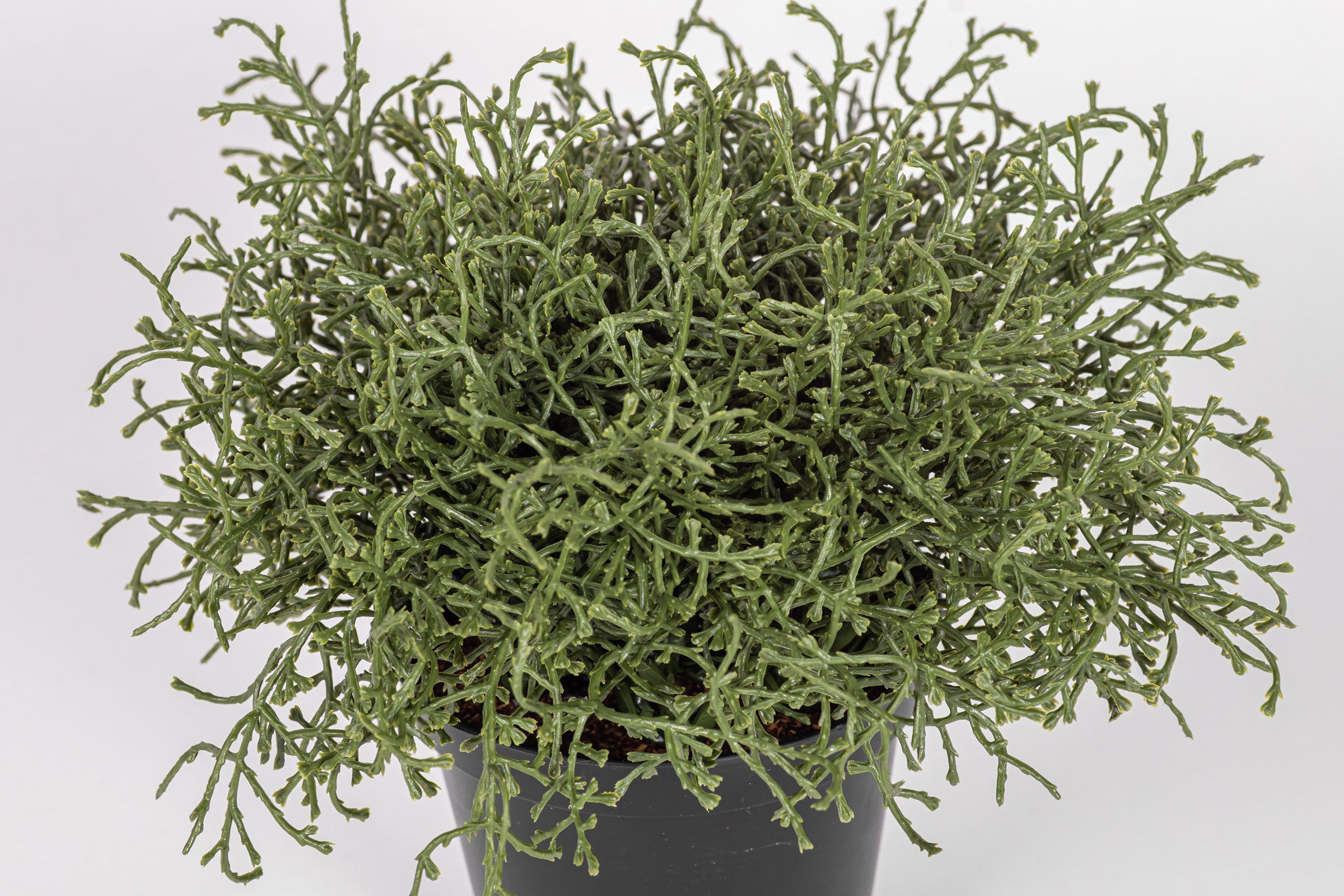 7" Cushion Bush Potted Plant   PP1068