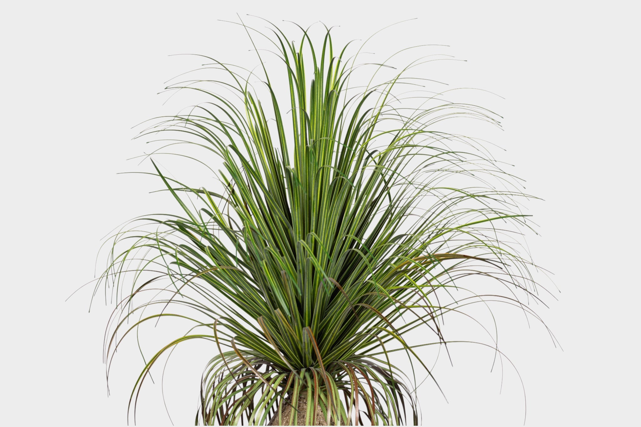 20" Pony Tail Palm - UV Treated PP1072