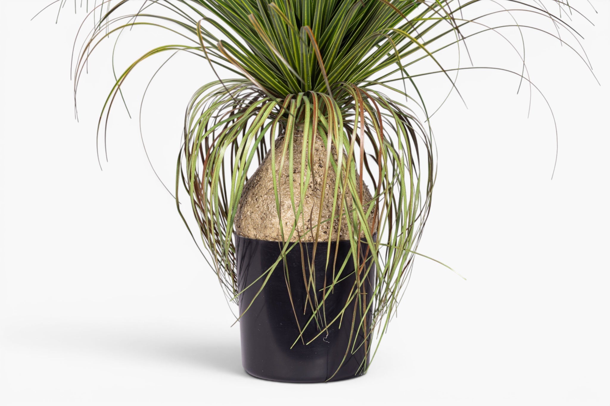 20" Pony Tail Palm - UV Treated PP1072
