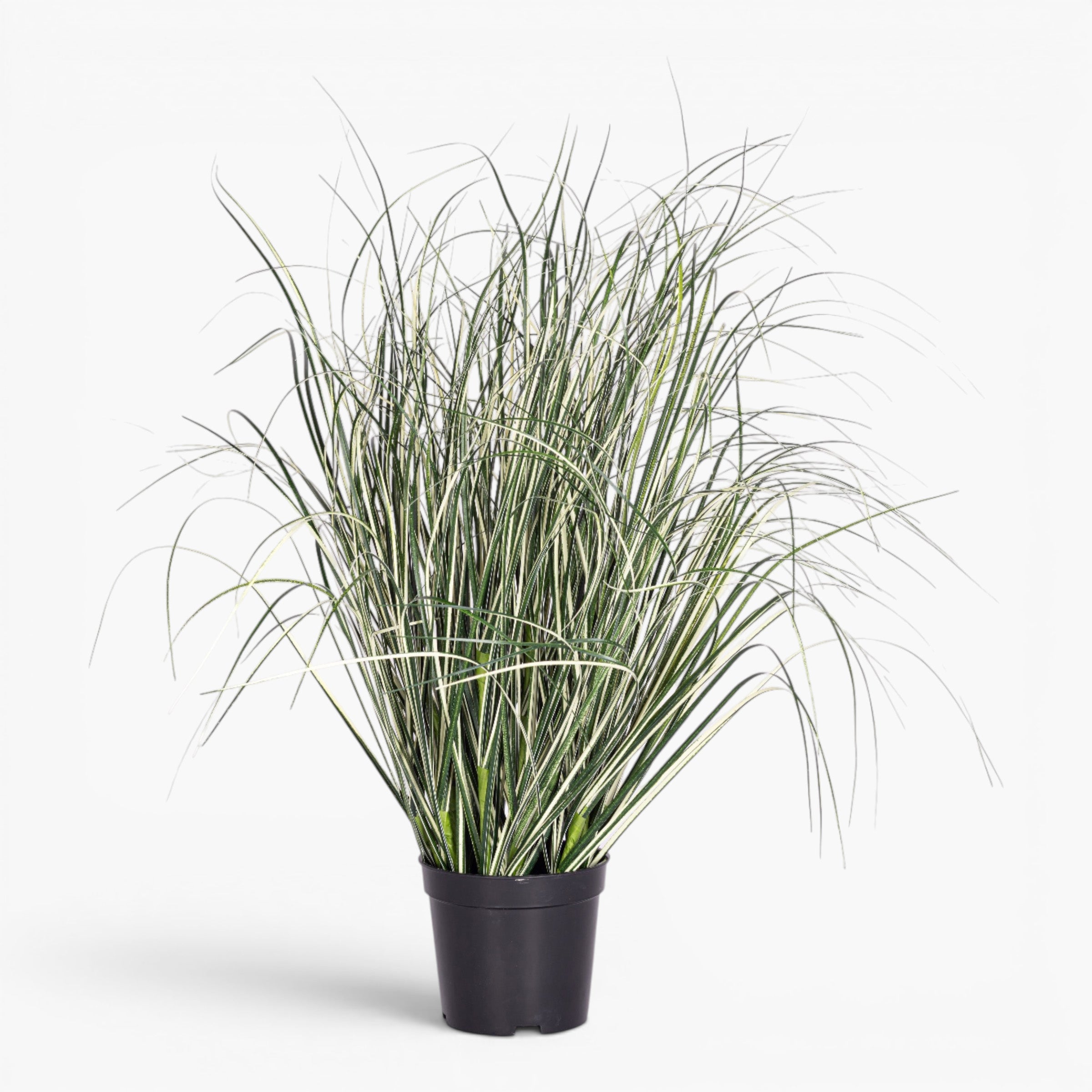 24" Potted Variegated Grass - UV Treated    PP1073