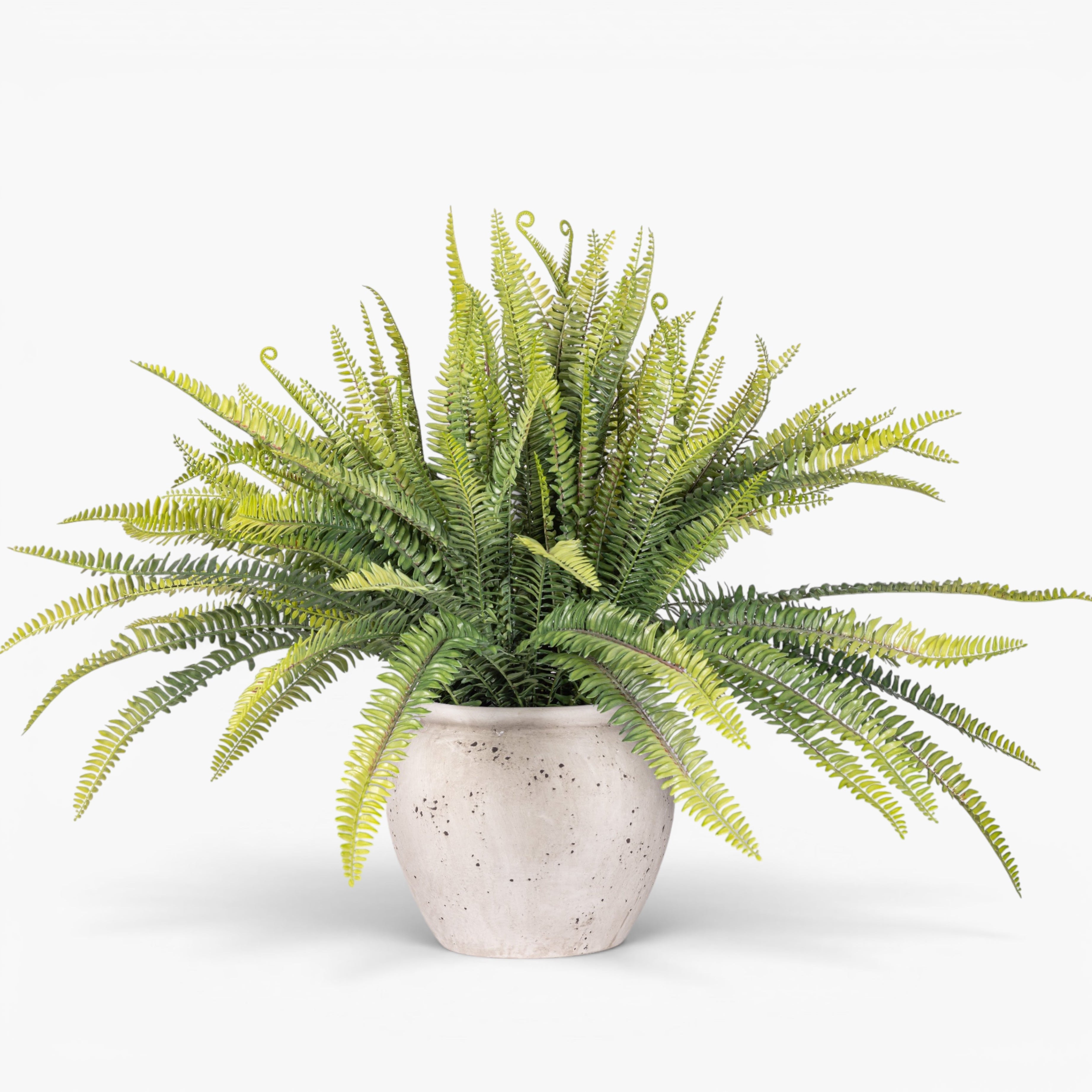 2' Fern Plant PP1078