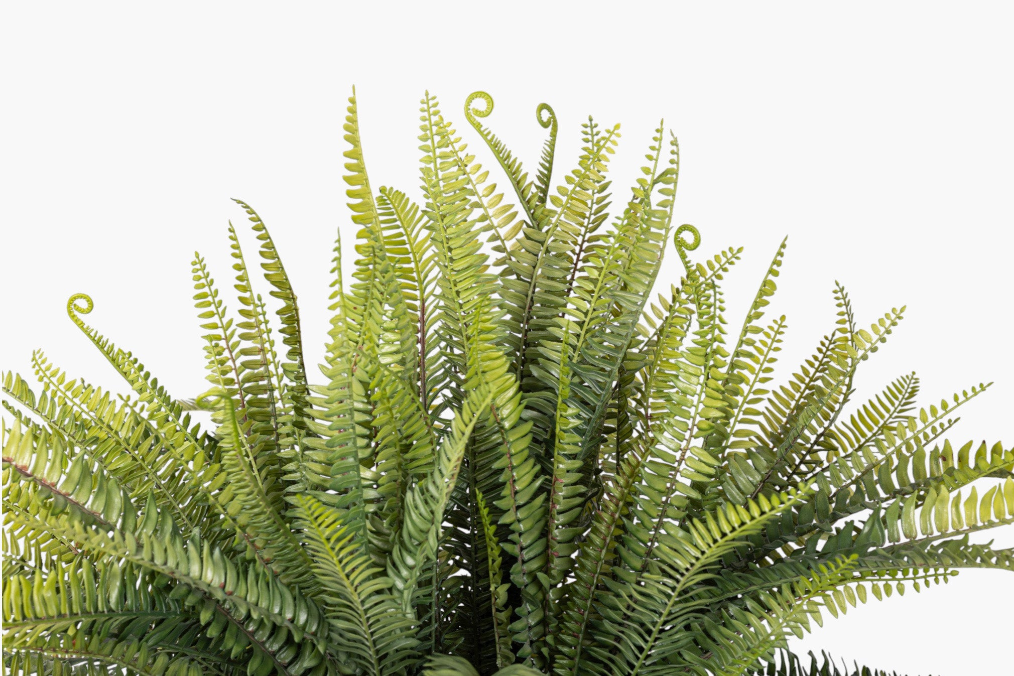 2' Fern Plant PP1078
