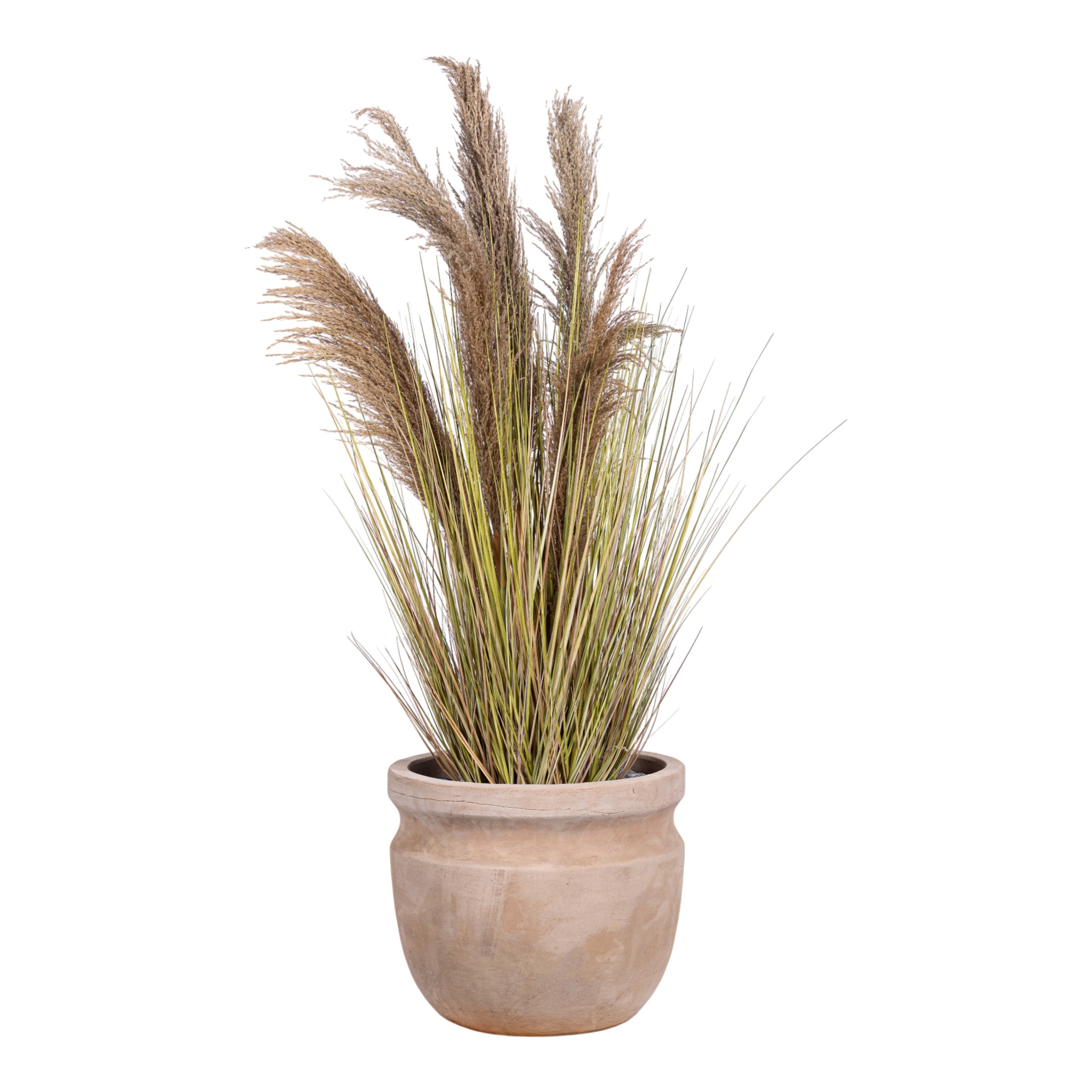 4' Pampas Grass in Terracotta Romeo Planter with Spanish Moss   PC1481CN1431LG