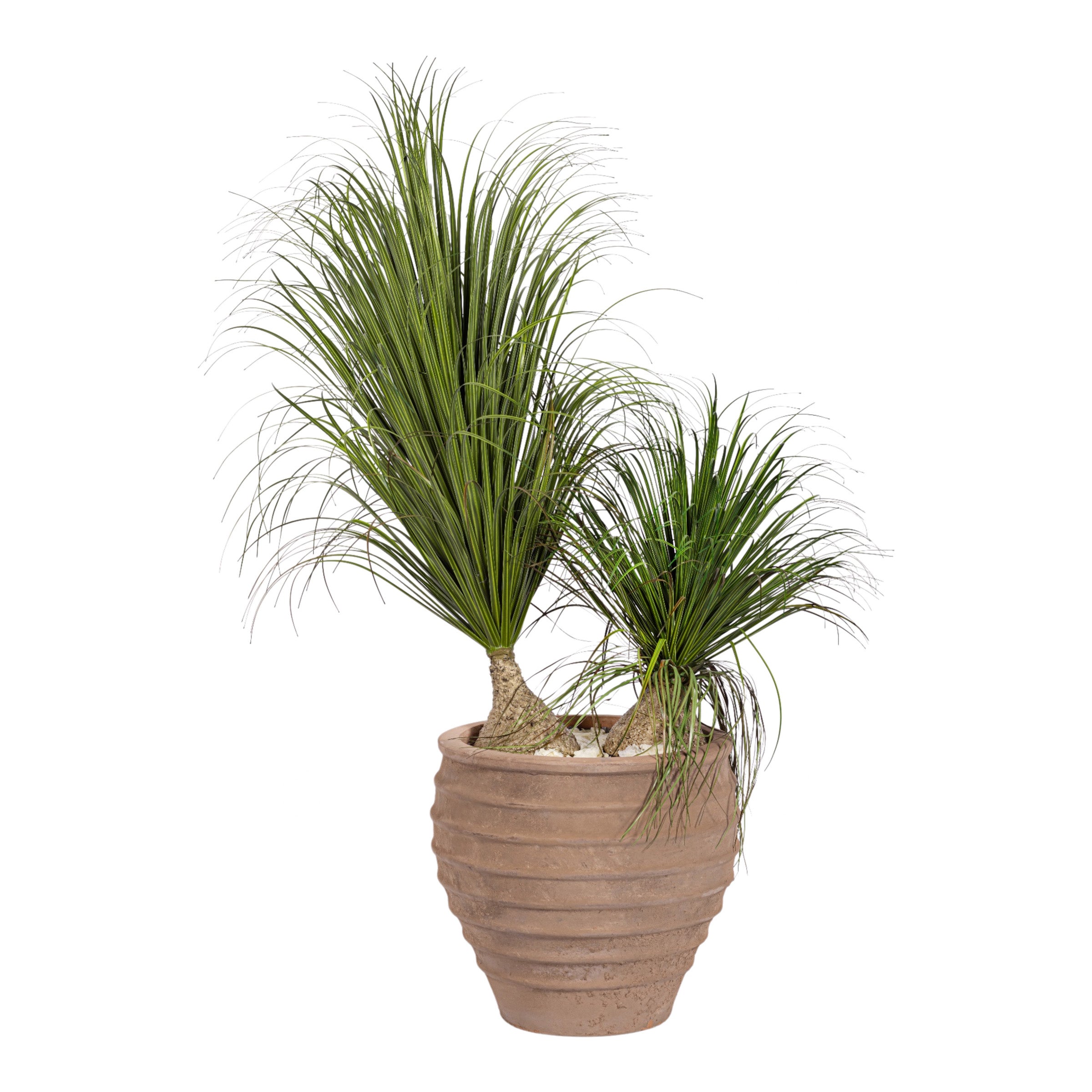 24" Roma Planter with Ponytail Grass Arrangement   AR1992