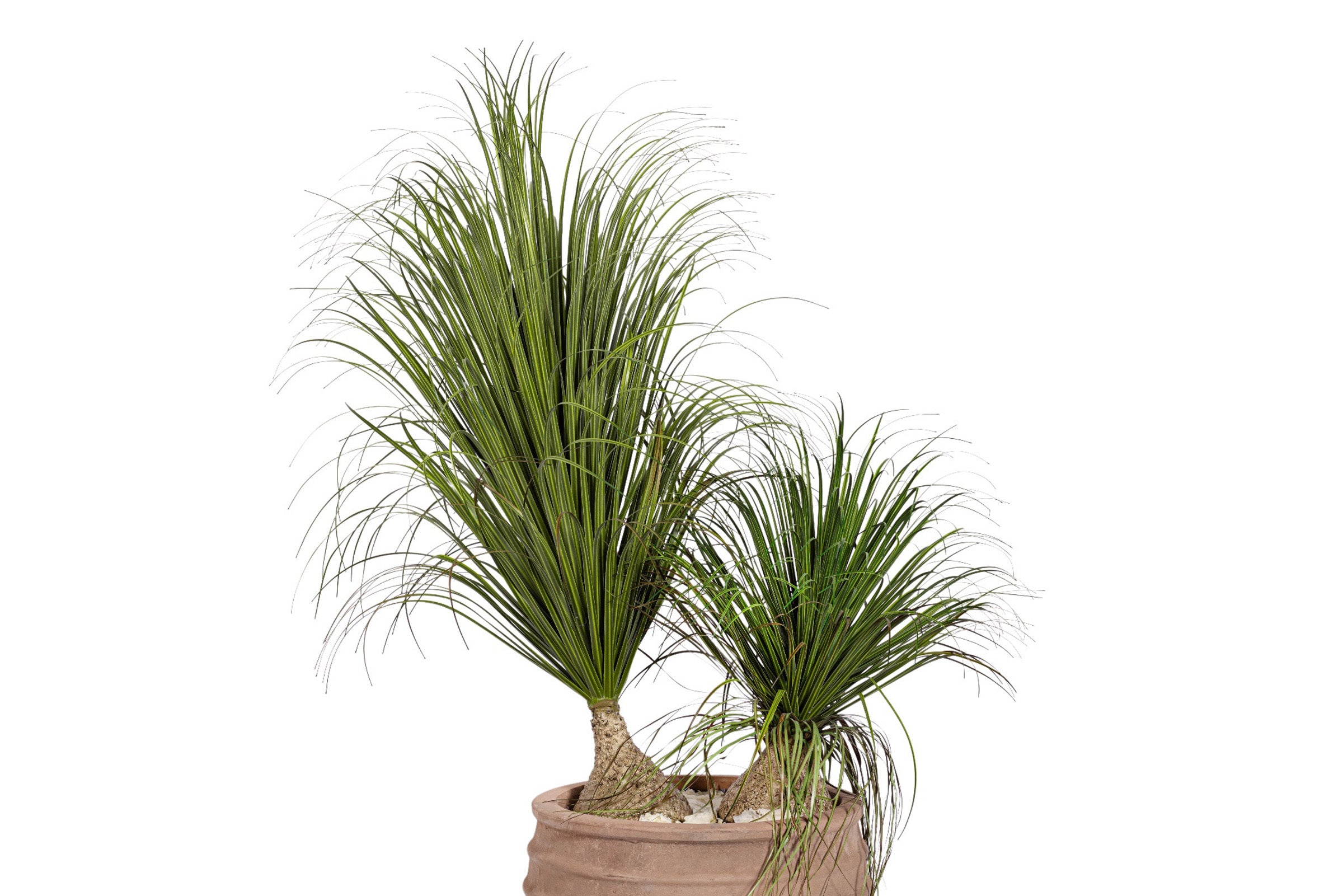 24" Roma Planter with Ponytail Grass Arrangement   AR1992