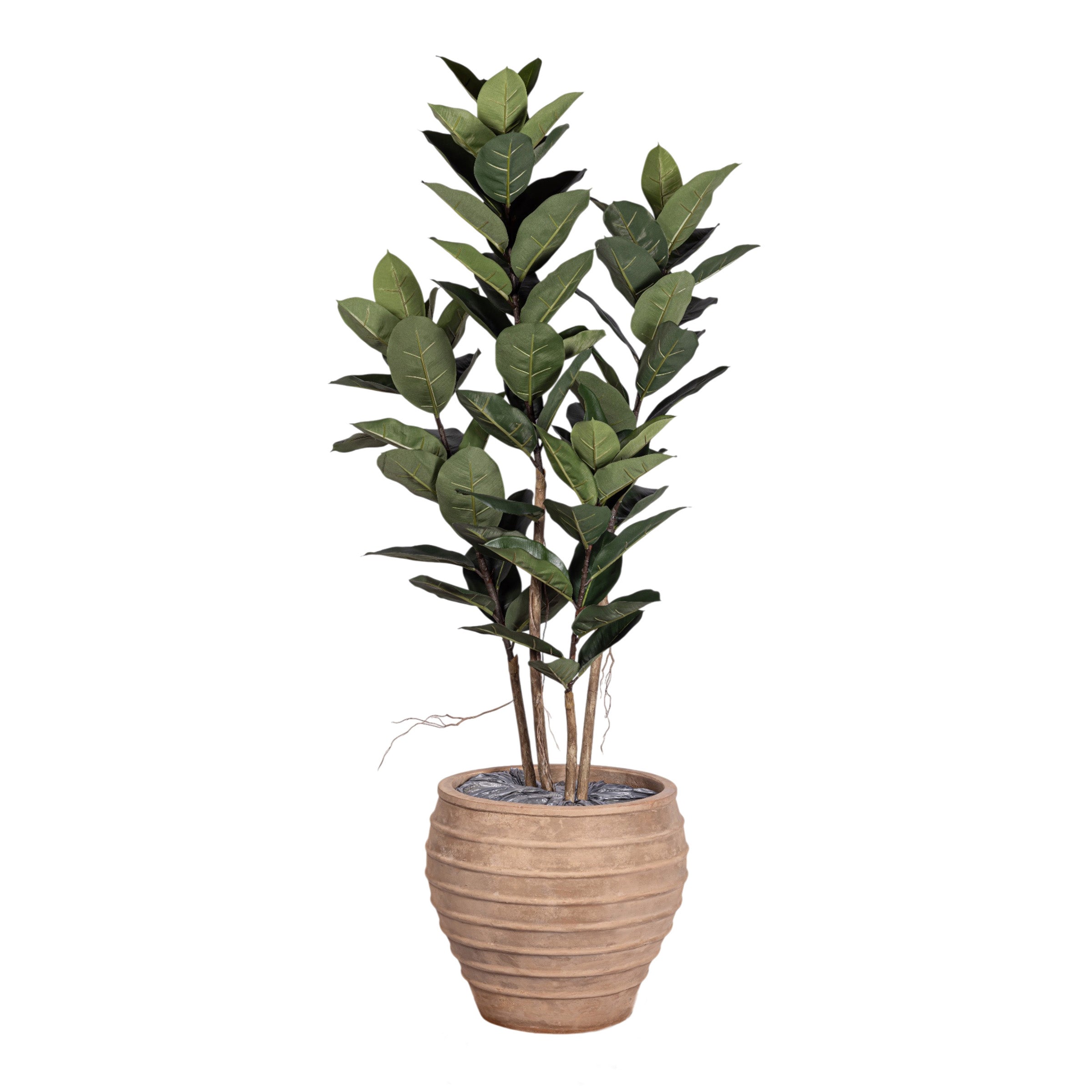 6' Rubber Tree in Terracotta Roma Planter with .5-1" Mixed Rock   PC1306CN1214LG