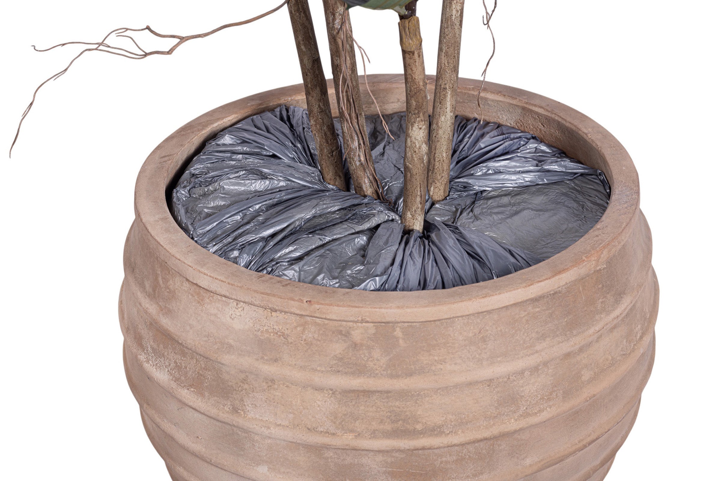 6' Rubber Tree in Terracotta Roma Planter with .5-1" Mixed Rock   PC1306CN1214LG