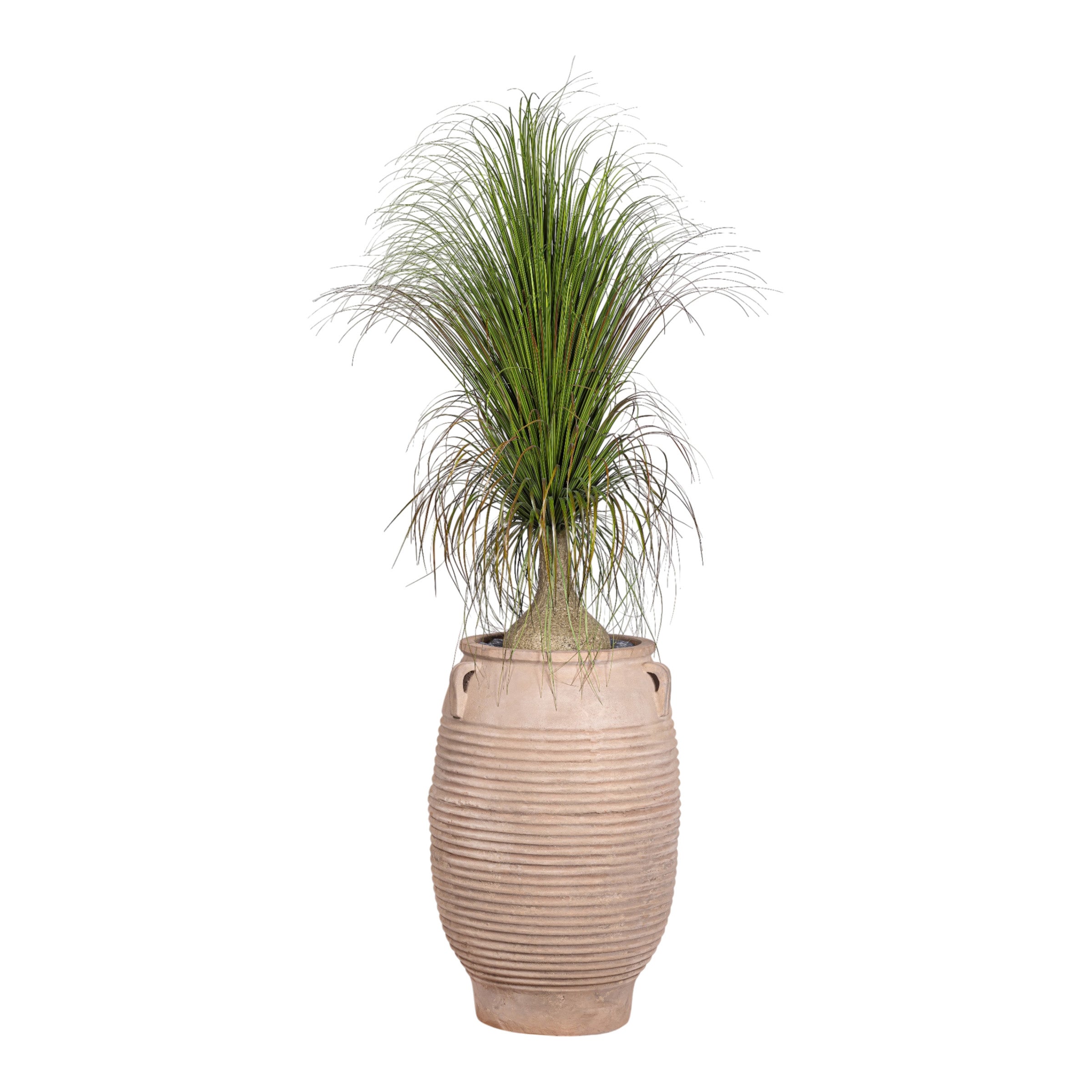 7' Ponytail Palm in Terracotta Mossimo Planter with .5-1" Mixed Rock   PC1519CN1427LG