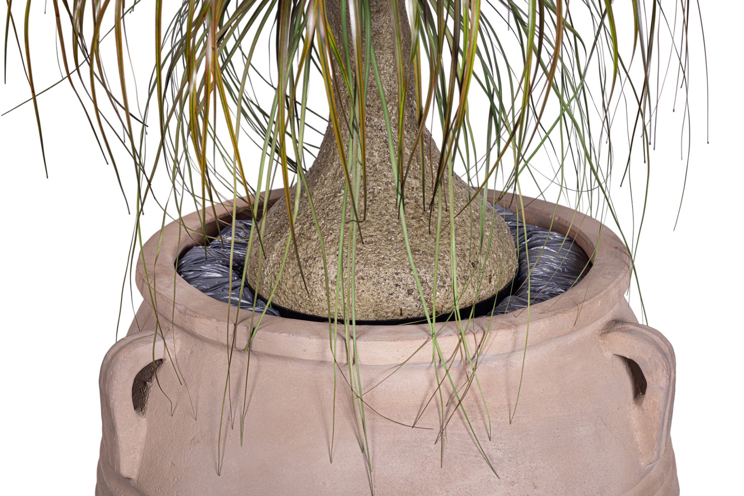 7' Ponytail Palm in Terracotta Mossimo Planter with .5-1" Mixed Rock   PC1519CN1427LG