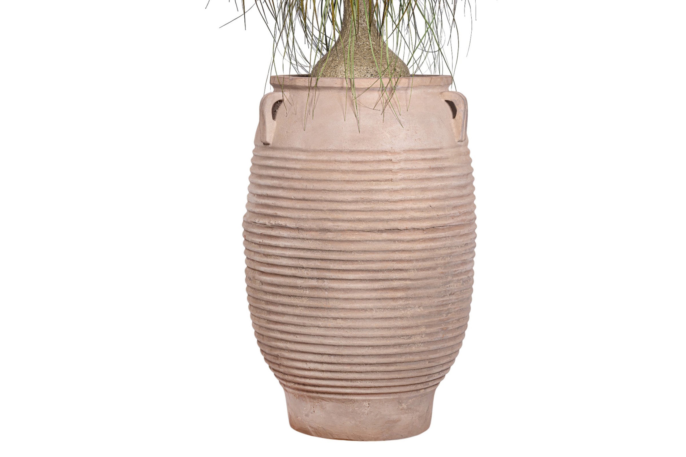 7' Ponytail Palm in Terracotta Mossimo Planter with .5-1" Mixed Rock   PC1519CN1427LG