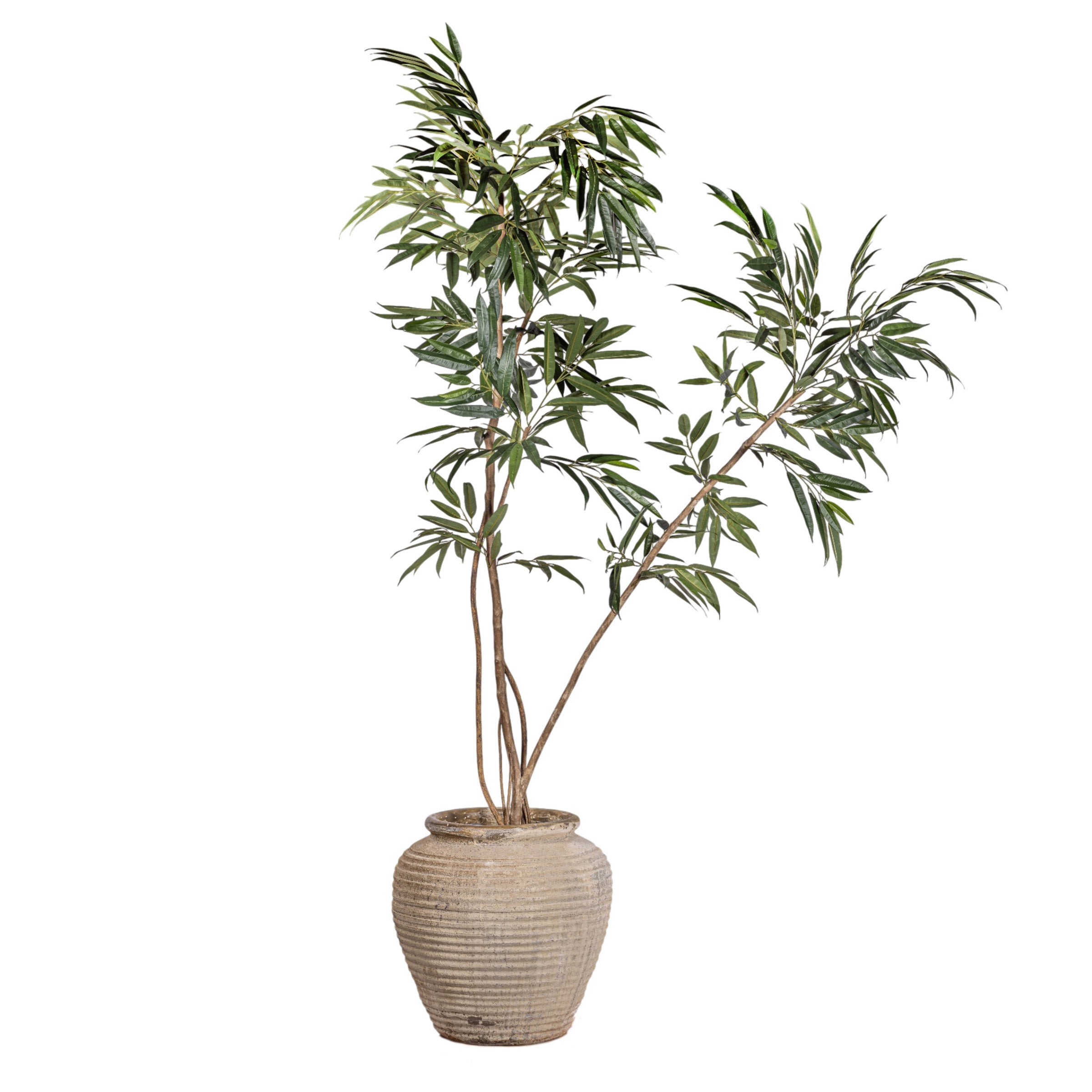 9' Ficus Alii in Linden Planter with Mood Moss   PC1432CN1448