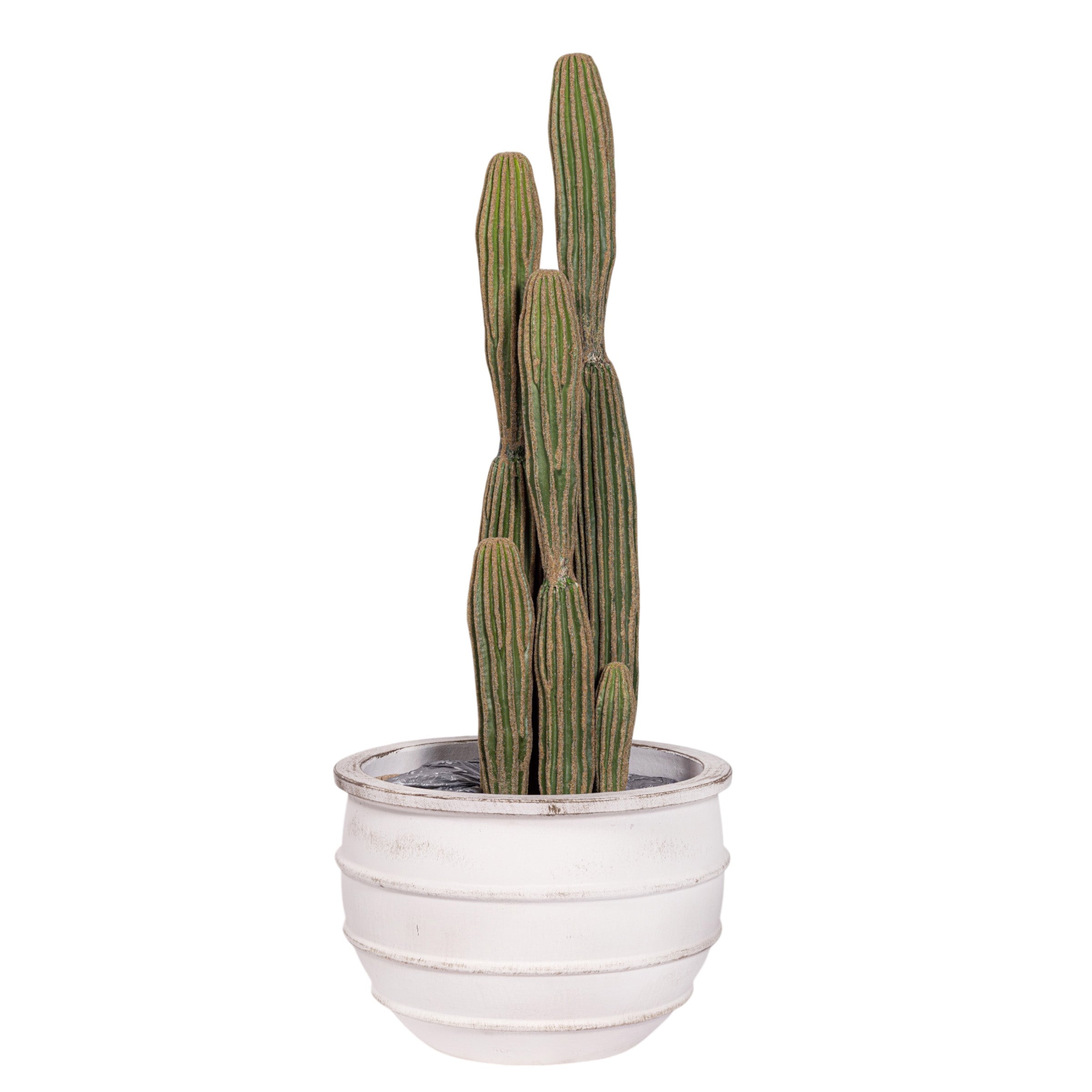 41" Cereus Cactus in White Terracotta Enzo Planter with .5-1" Gold Rock   PC1103CN1430MD